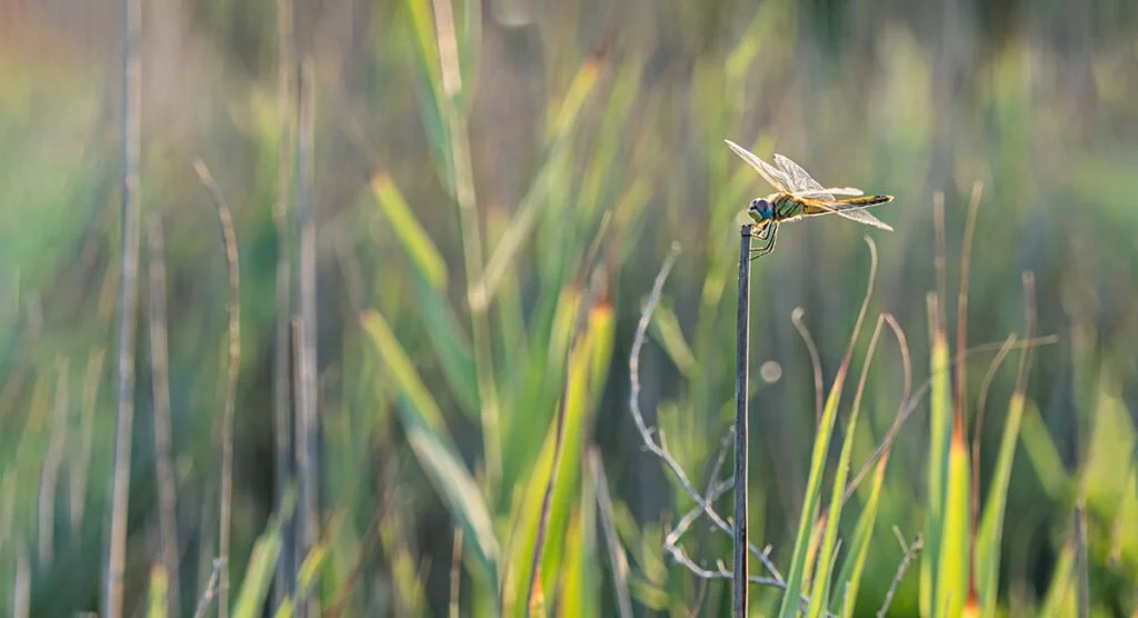 stopping to watch the dragonflies