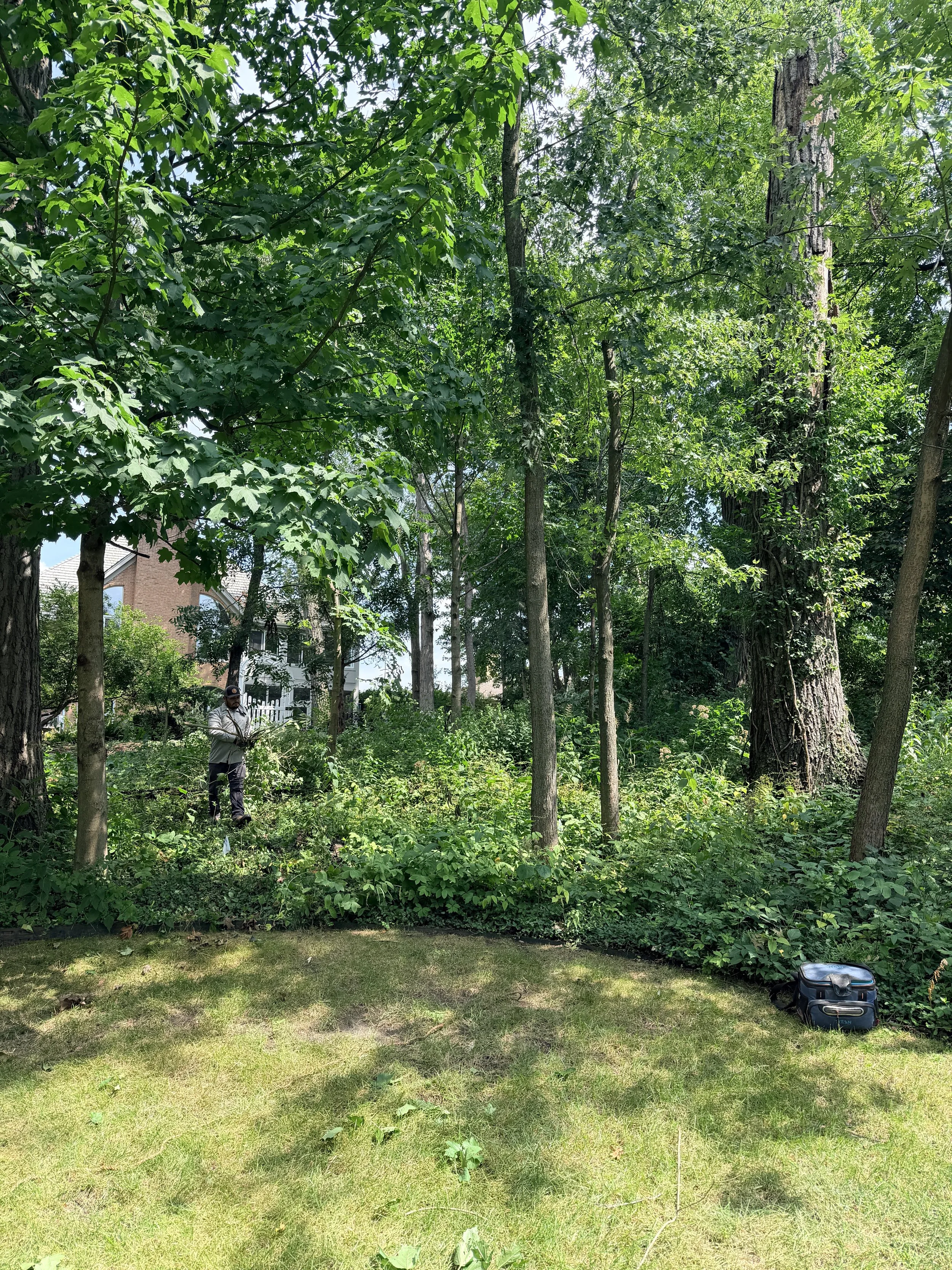 big trees, bluestone, and a shady backyard in glen ellyn