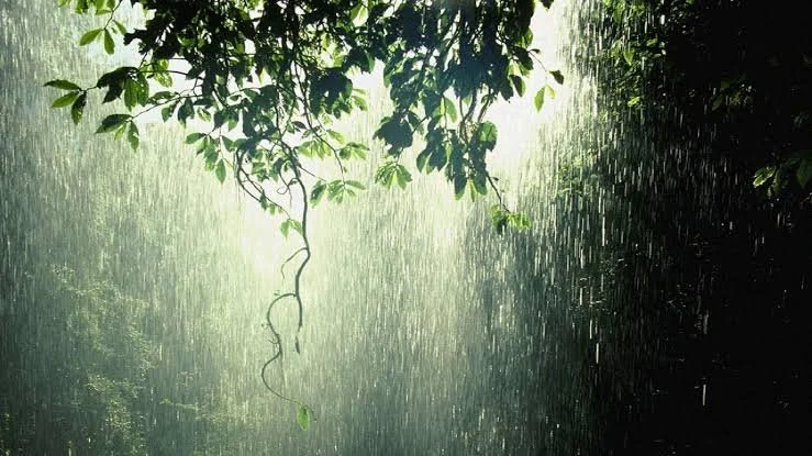 another rain day in the garden