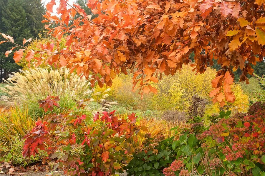 designing a garden with fall in mind