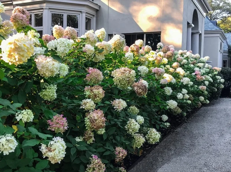 plantings-hydrangea-wheaton-il.jpg
