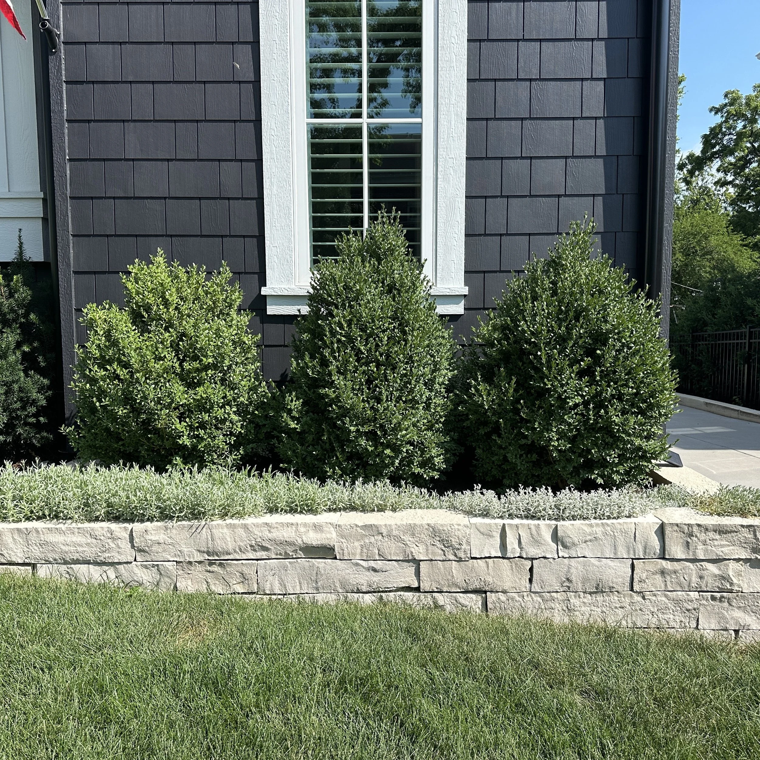 Upright Boxwoods in natural stone retaining wall with groundcover spilling over