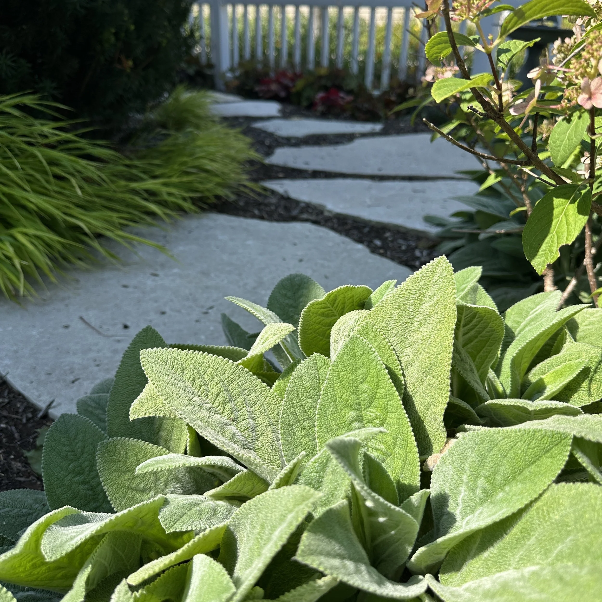 stone-stepper-pathway-lambs-ears-wheaton-il.jpg
