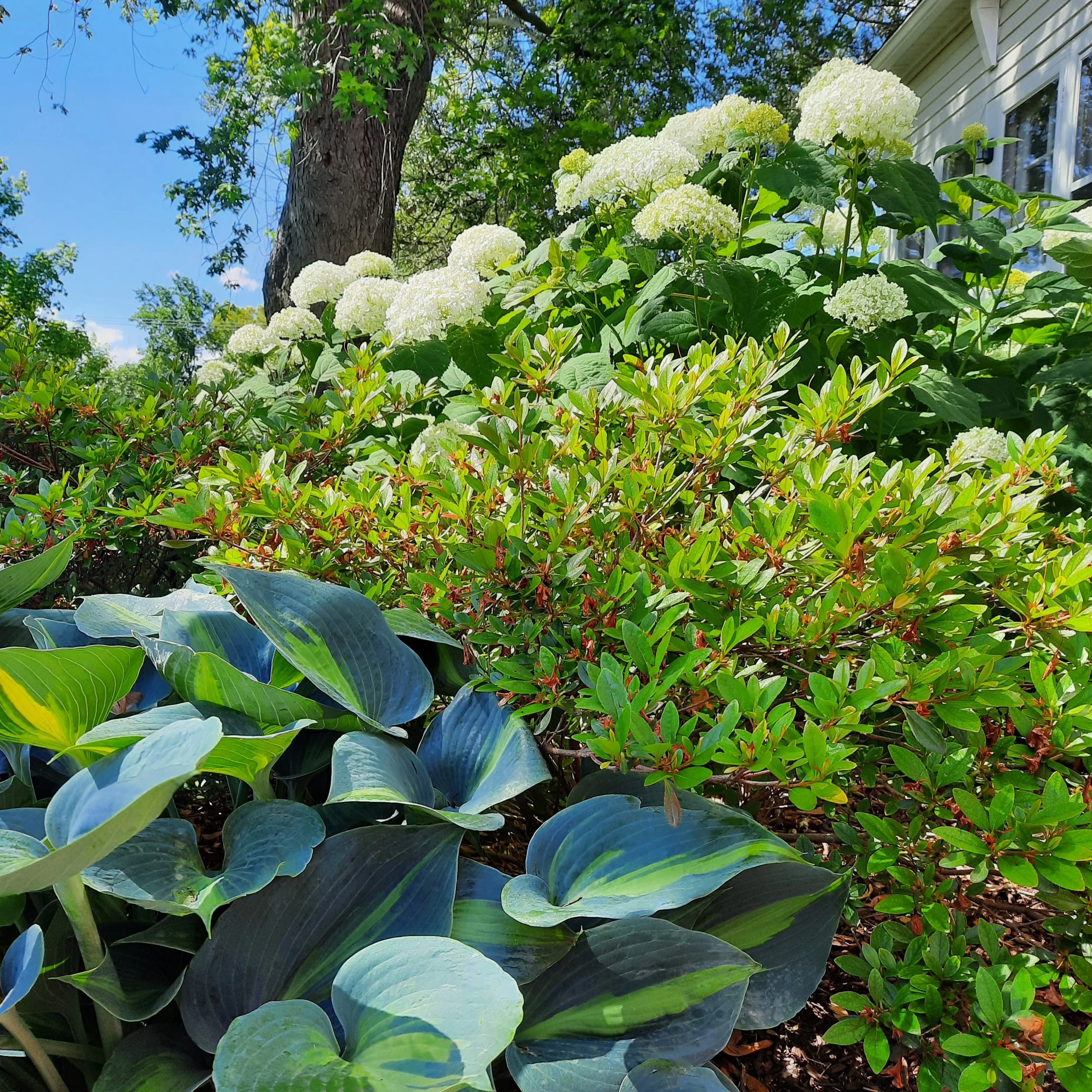 plantings-hydrangea-azalea-hosta-oswego-il.jpg