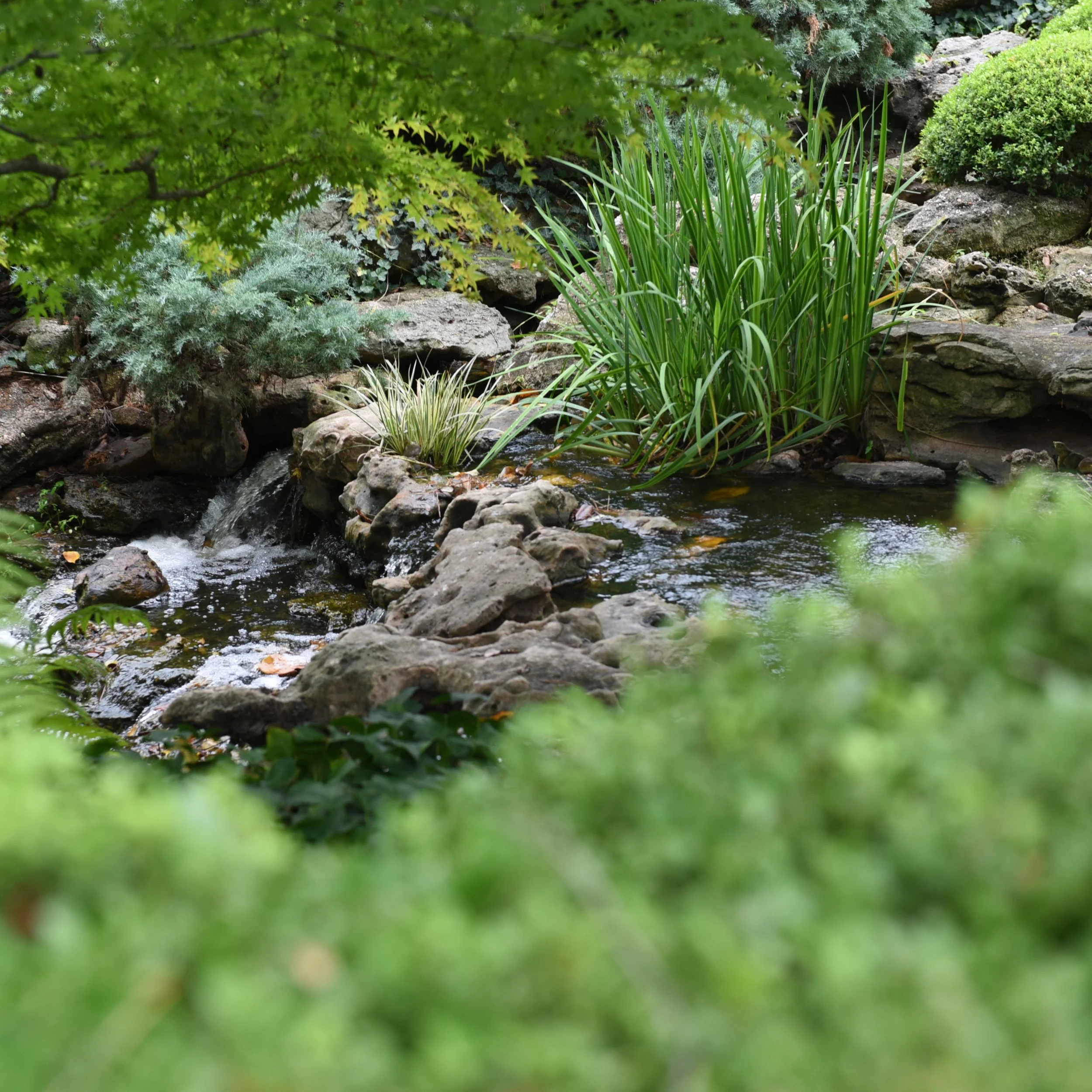 stream-with-cobbles-and-plantings.jpg