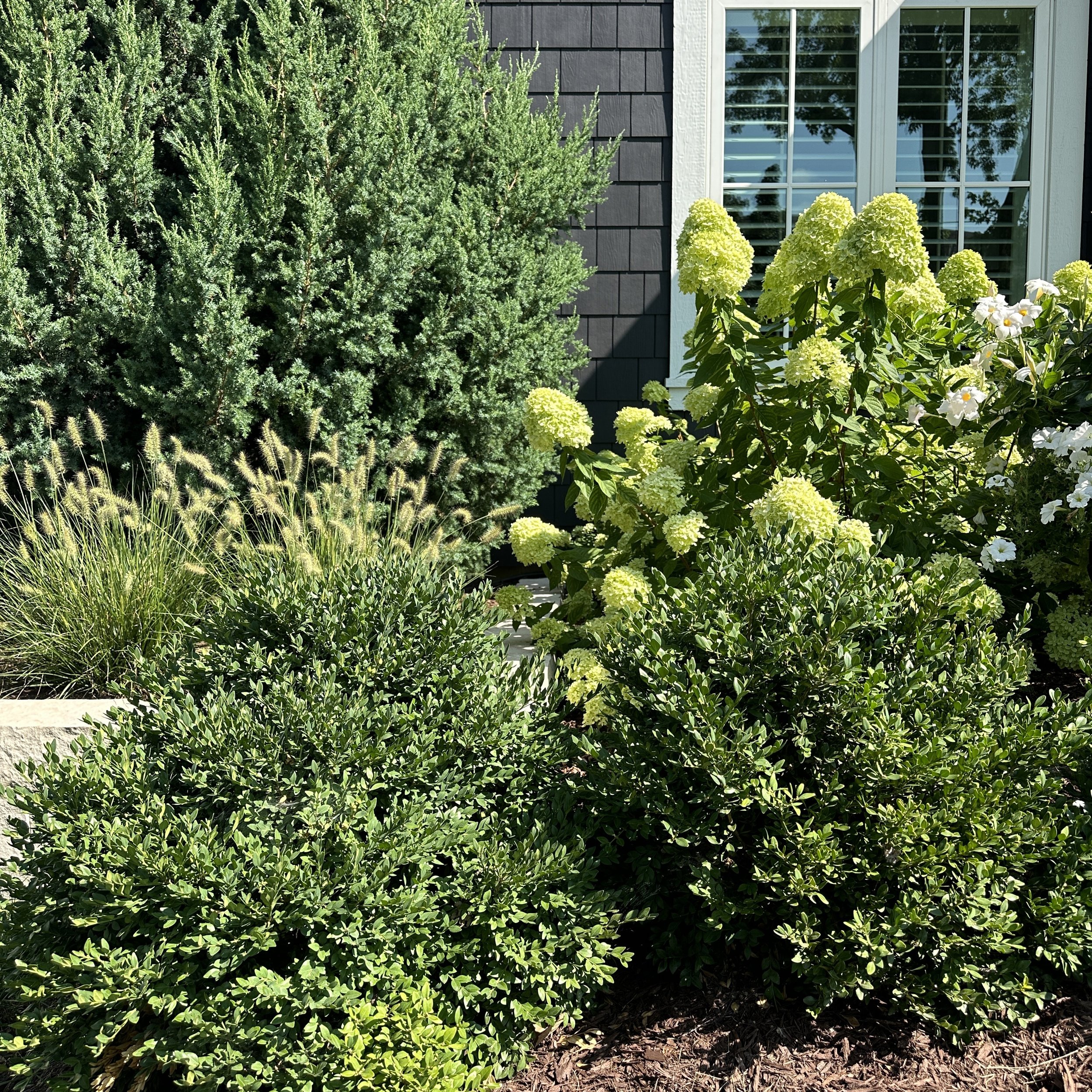 Juniper, Boxwoods, Hydrangeas, Ornamental Grasses for curb appeal