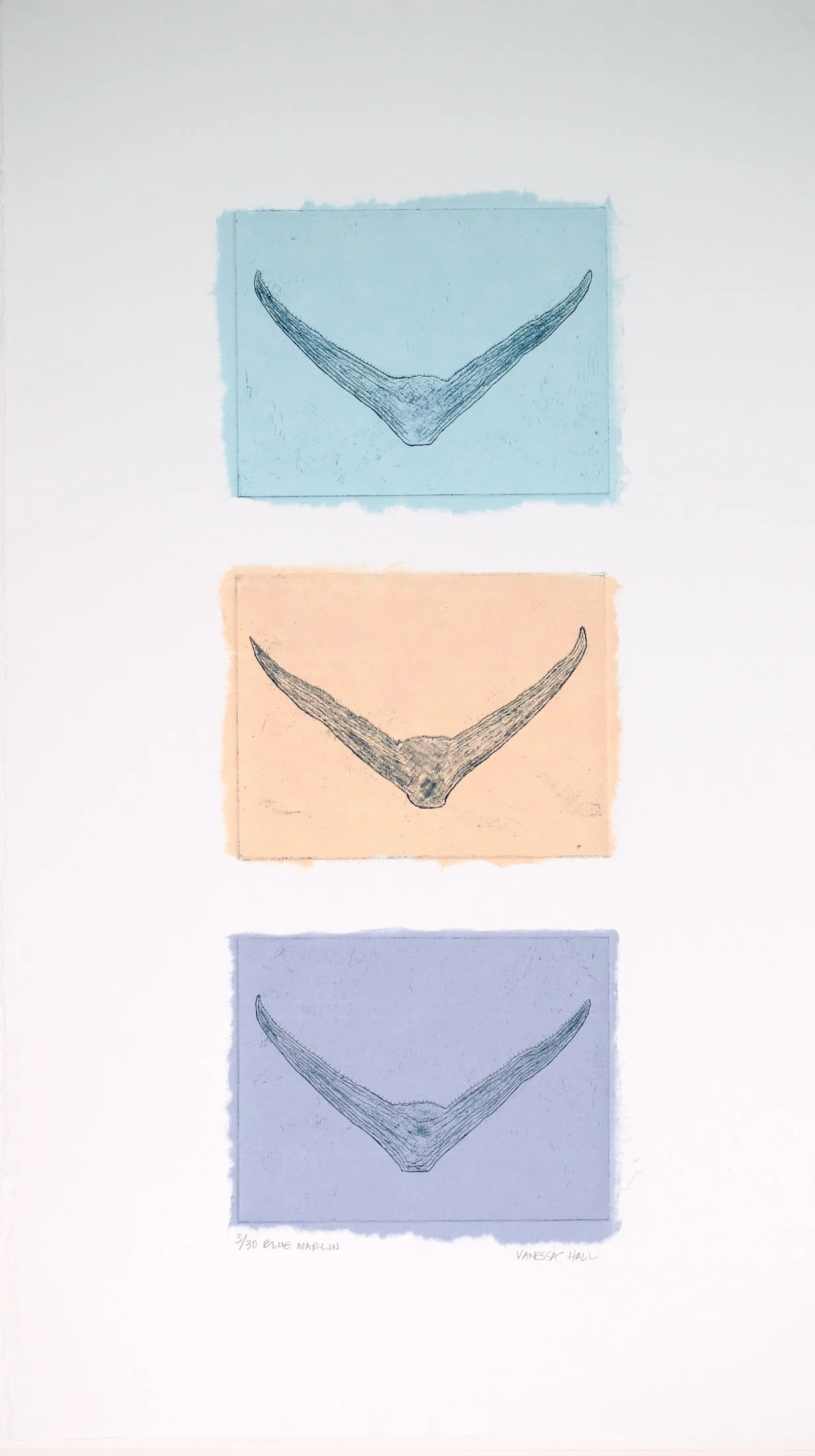 Marlin Tail Etching on Chine Colle. Arches Paper Size - 63cm x 36cm. Unframed. $200.00 USD