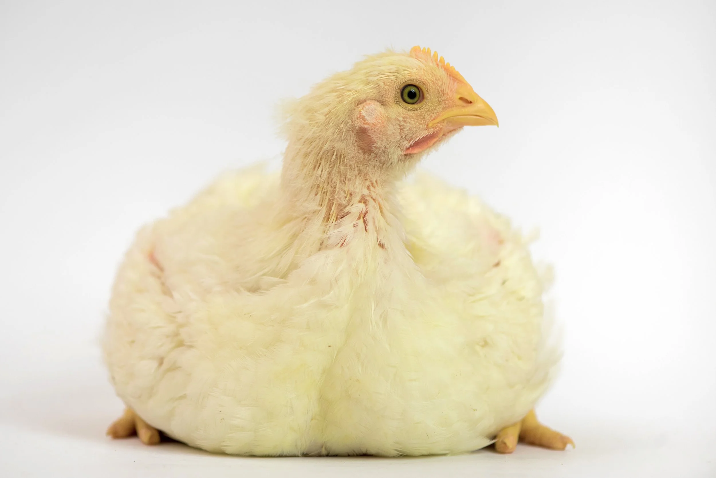 Food Firms Need More Time To Meet Commitments On Slow Breeding Chickens
