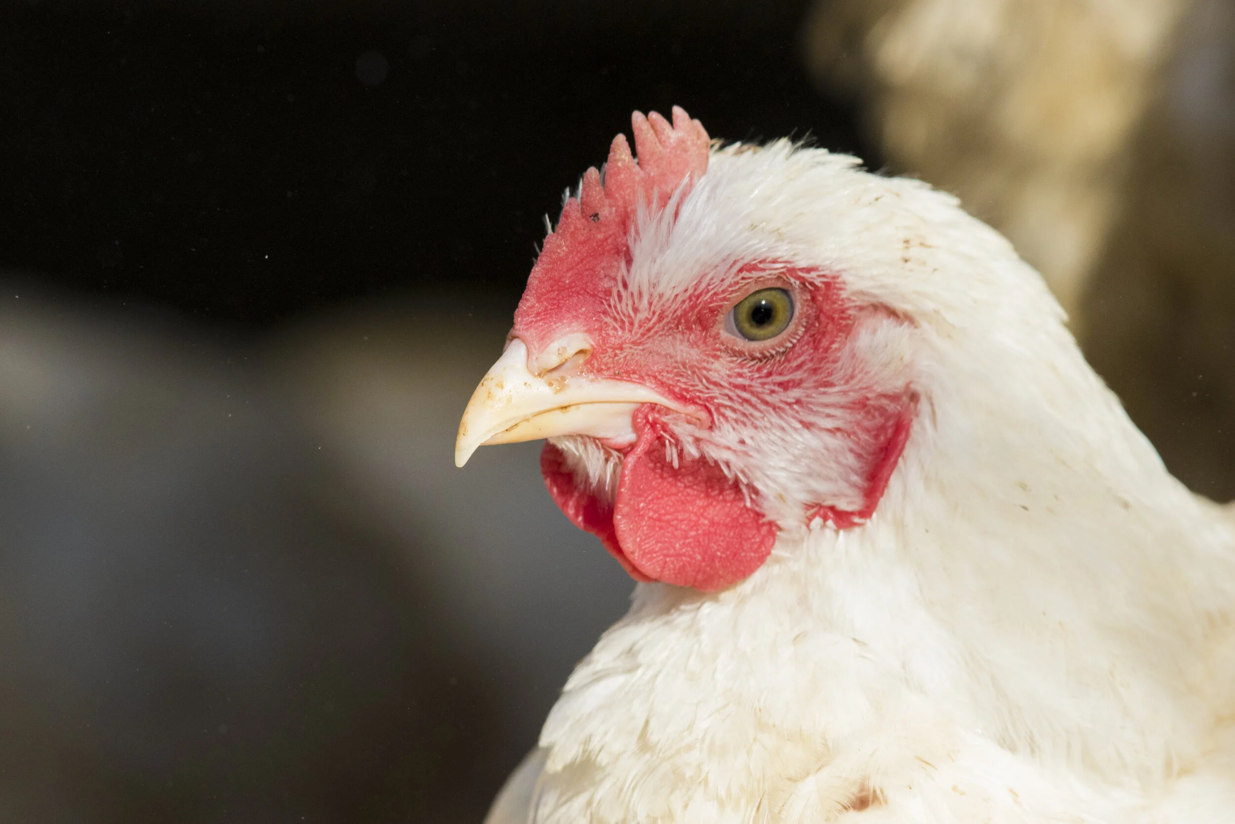 How consumer concerns impact farm animal welfare