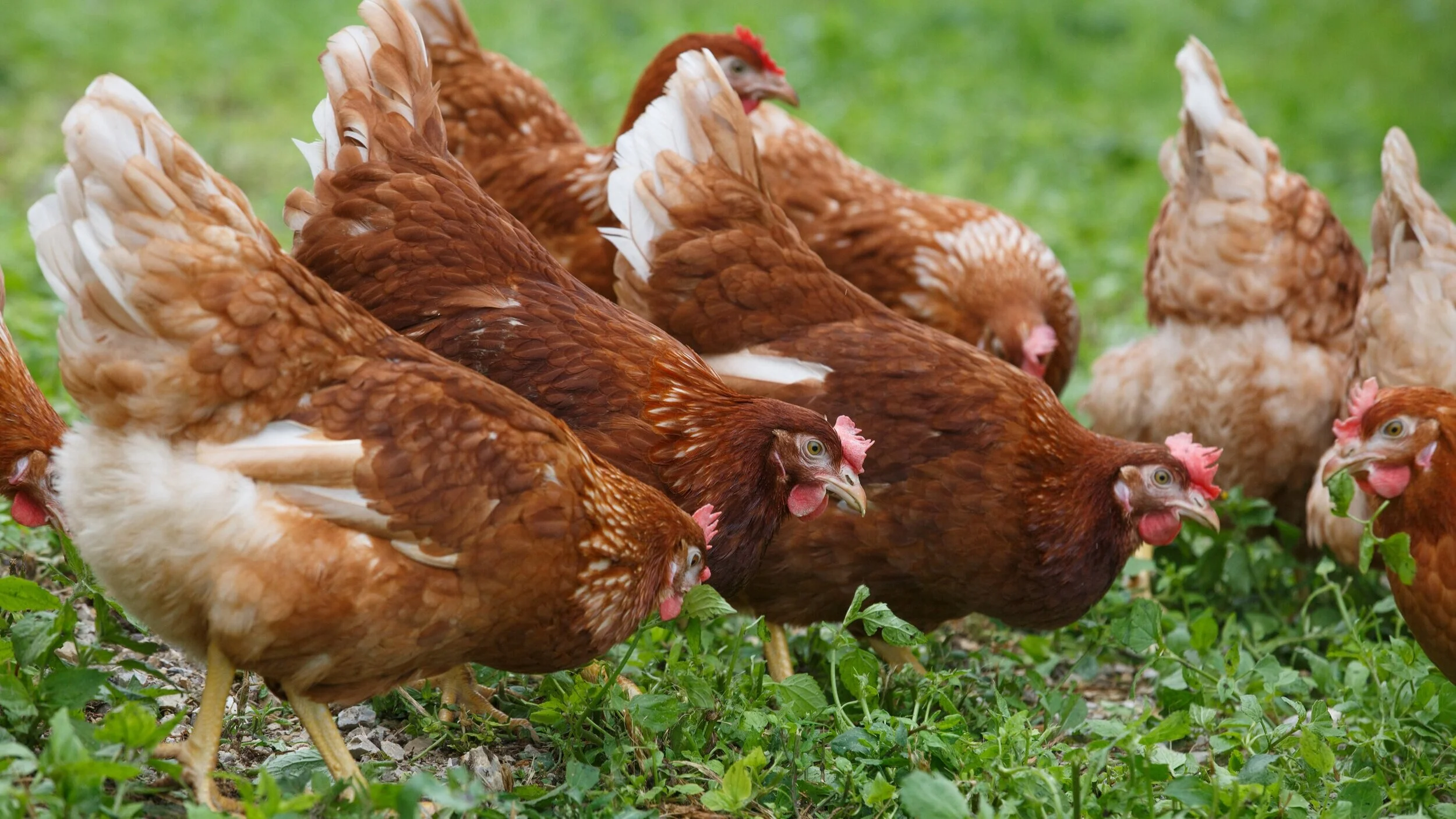 Asia's biggest food companies silent on the welfare of farm animals