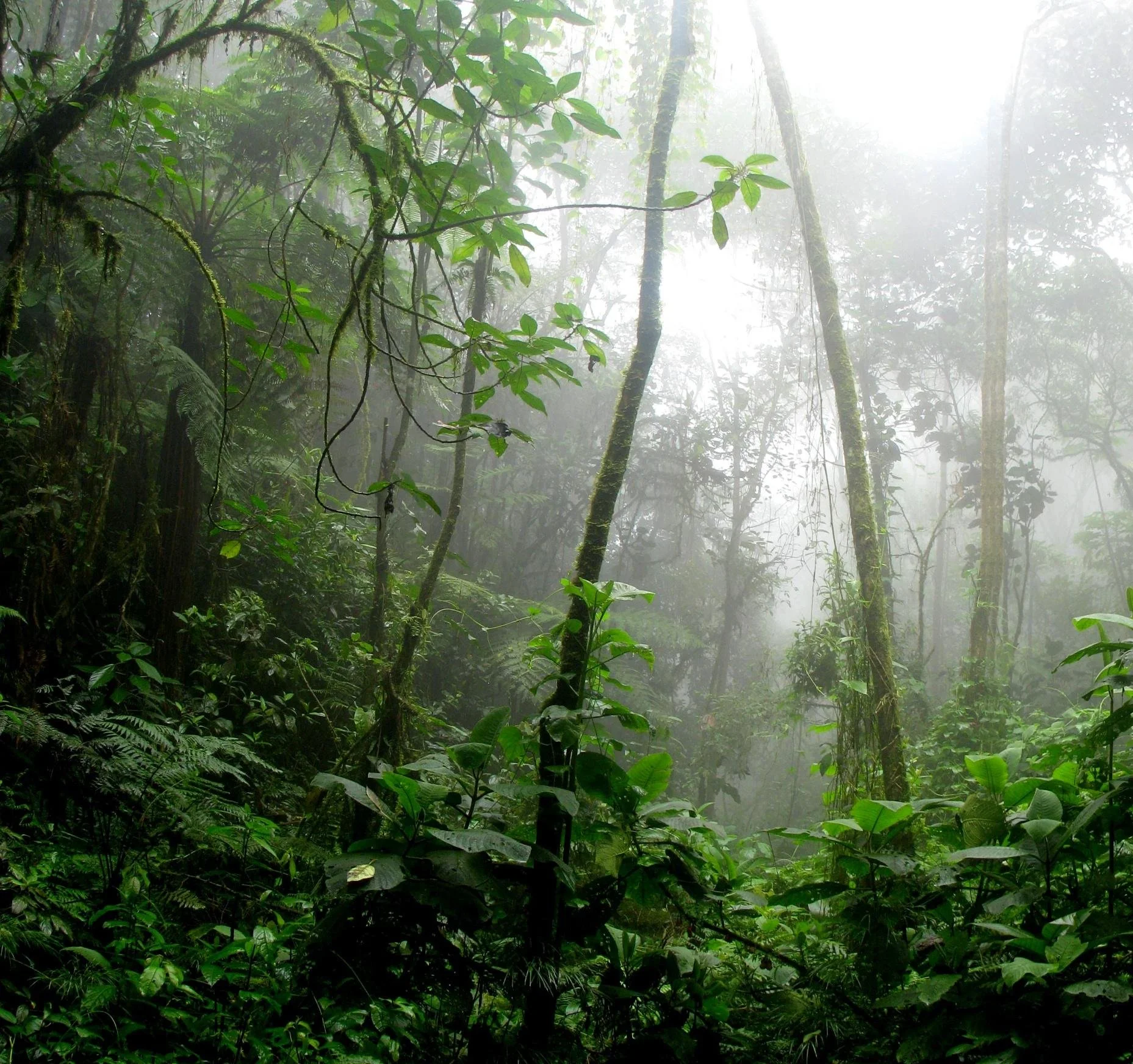 Can carbon credits under Article 6 of the Paris Agreement overcome the integrity issues associated with voluntary carbon markets?