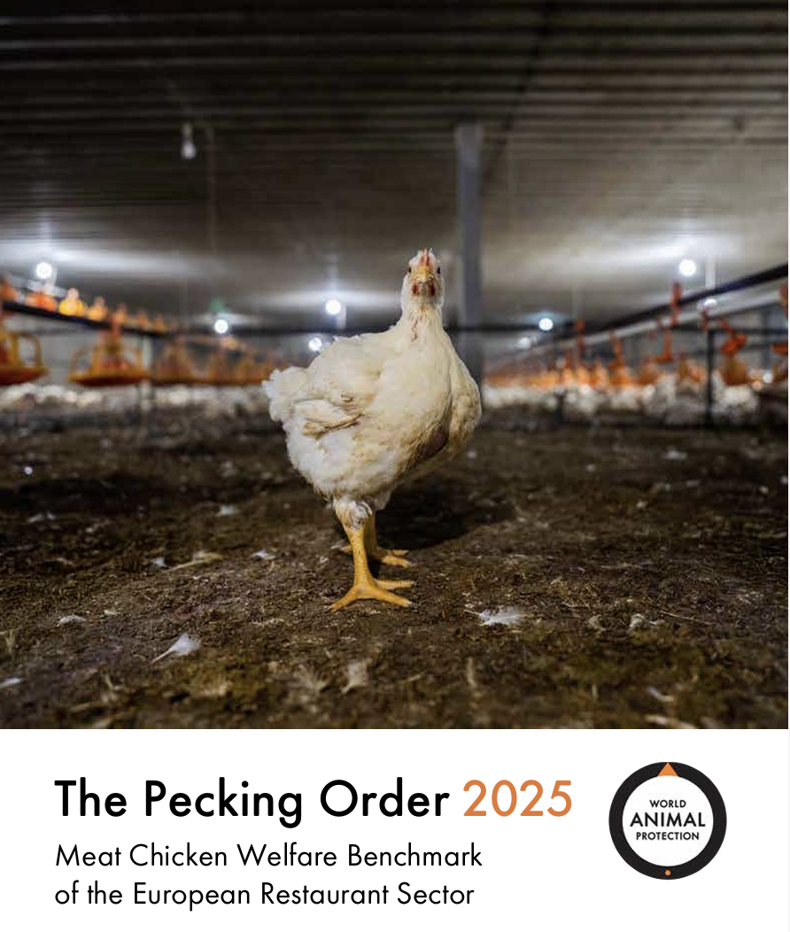 A New Pecking Order