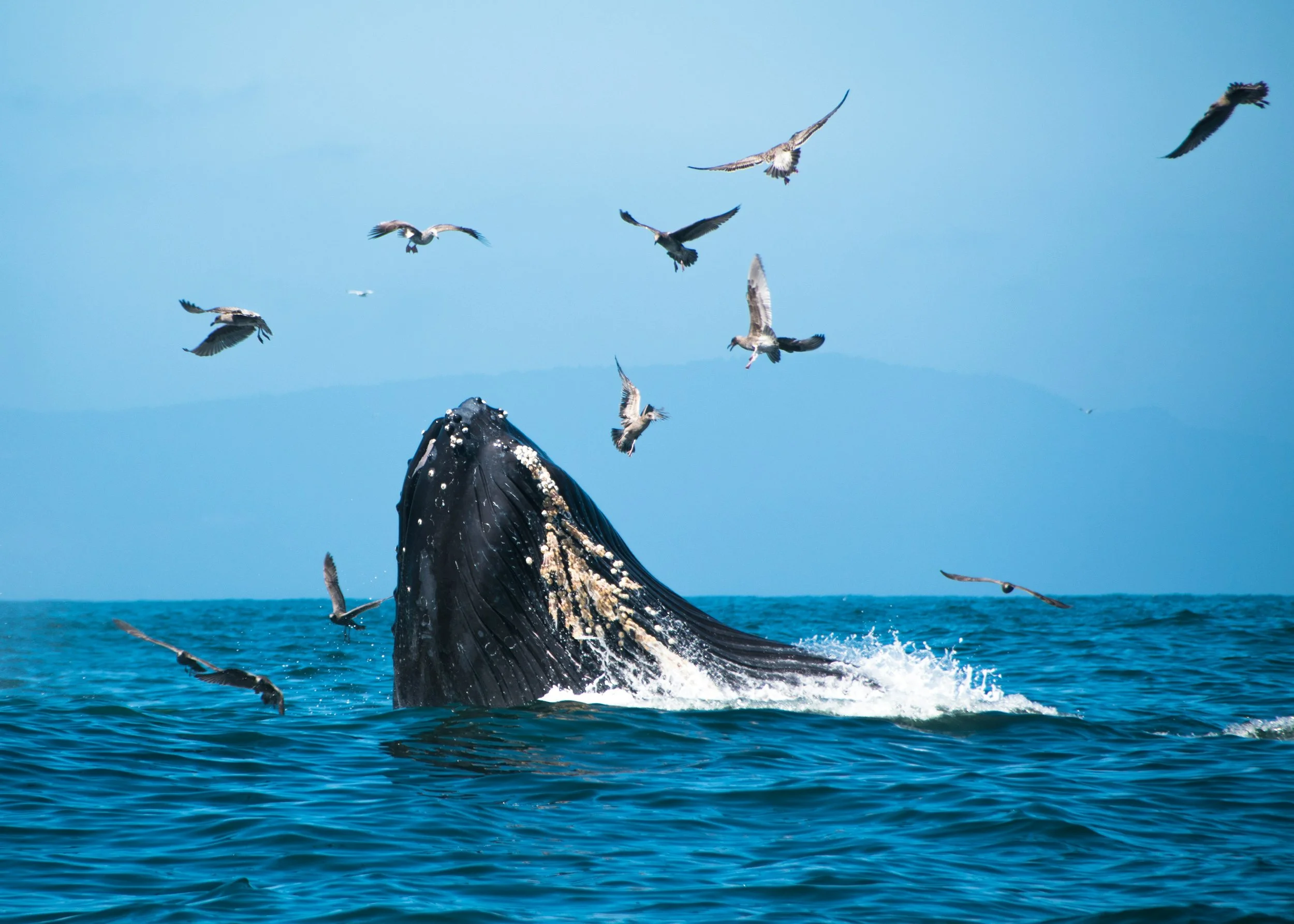 Navigating Ocean-related Investment Risks and Opportunities