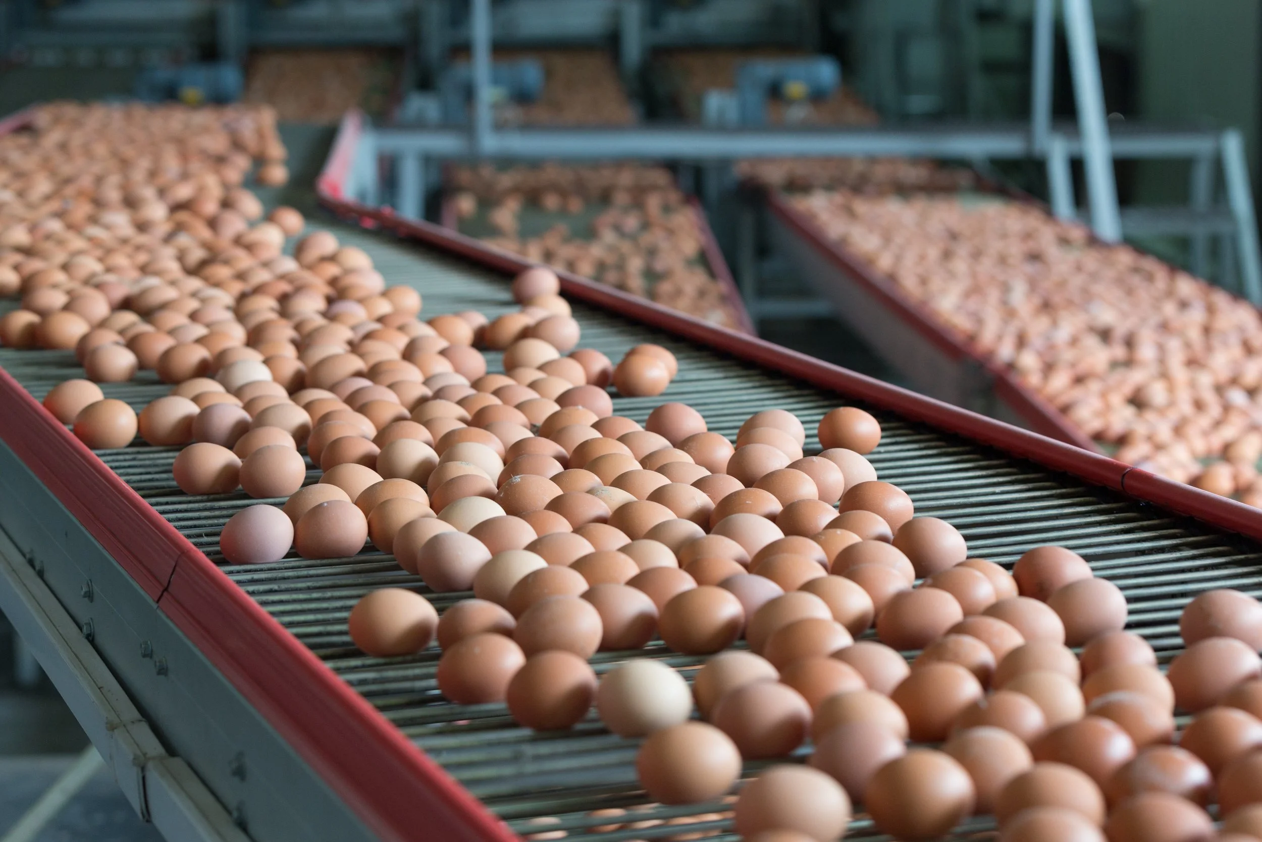 GCAW Launches Collaborative Initiative to Support Cage-Free Egg Supply in India
