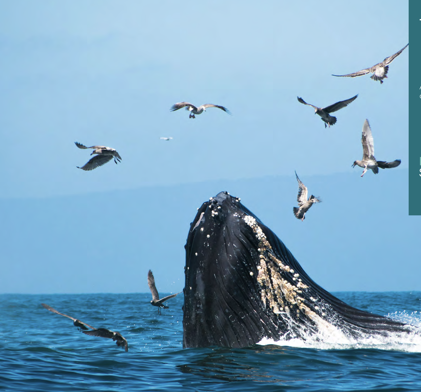 A Sustainable Ocean is an Investment Issue. It’s Time to Treat It Like One.