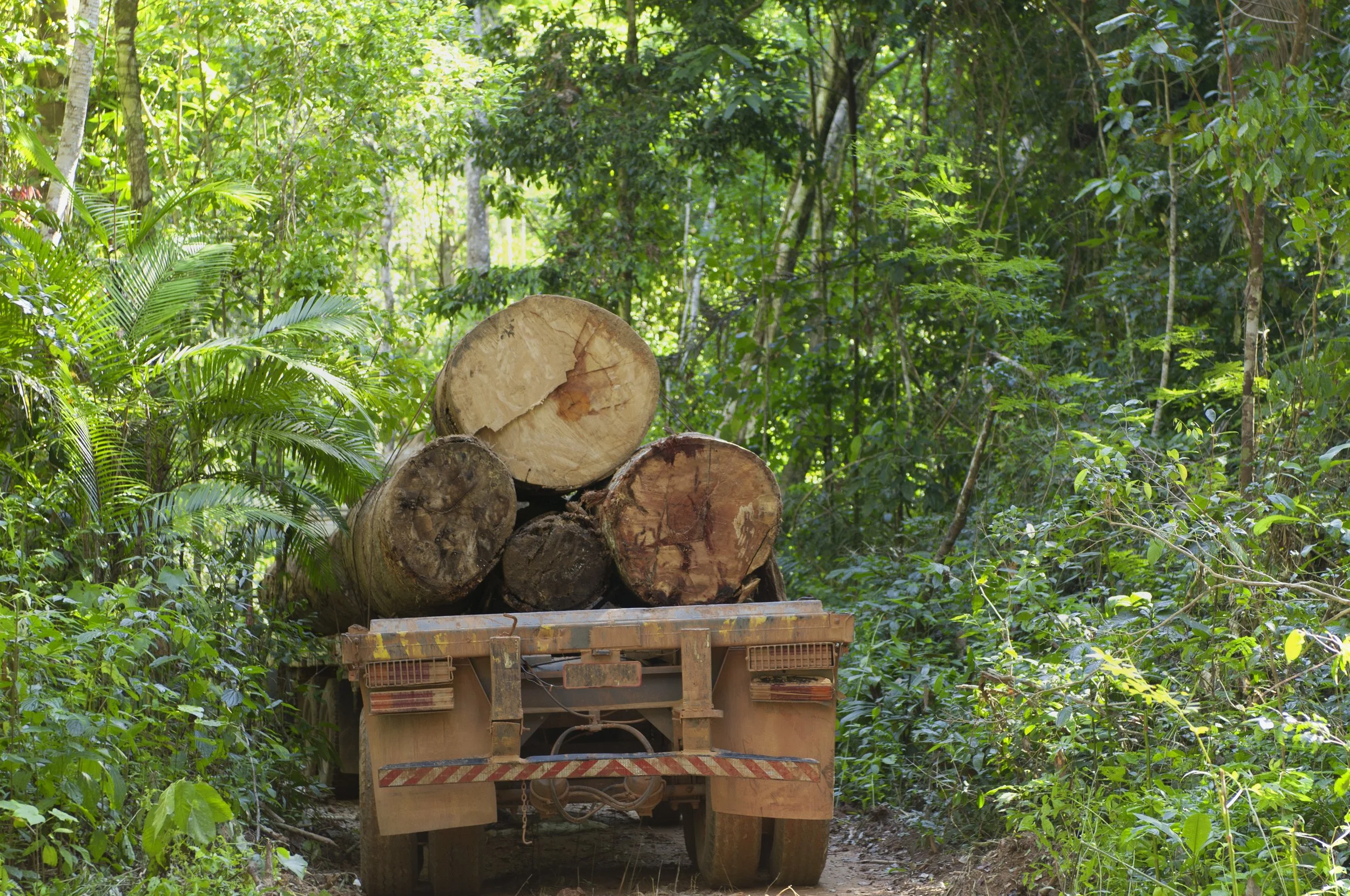 The Business and Financial Risks of Environmental Crime in Global Supply Chains