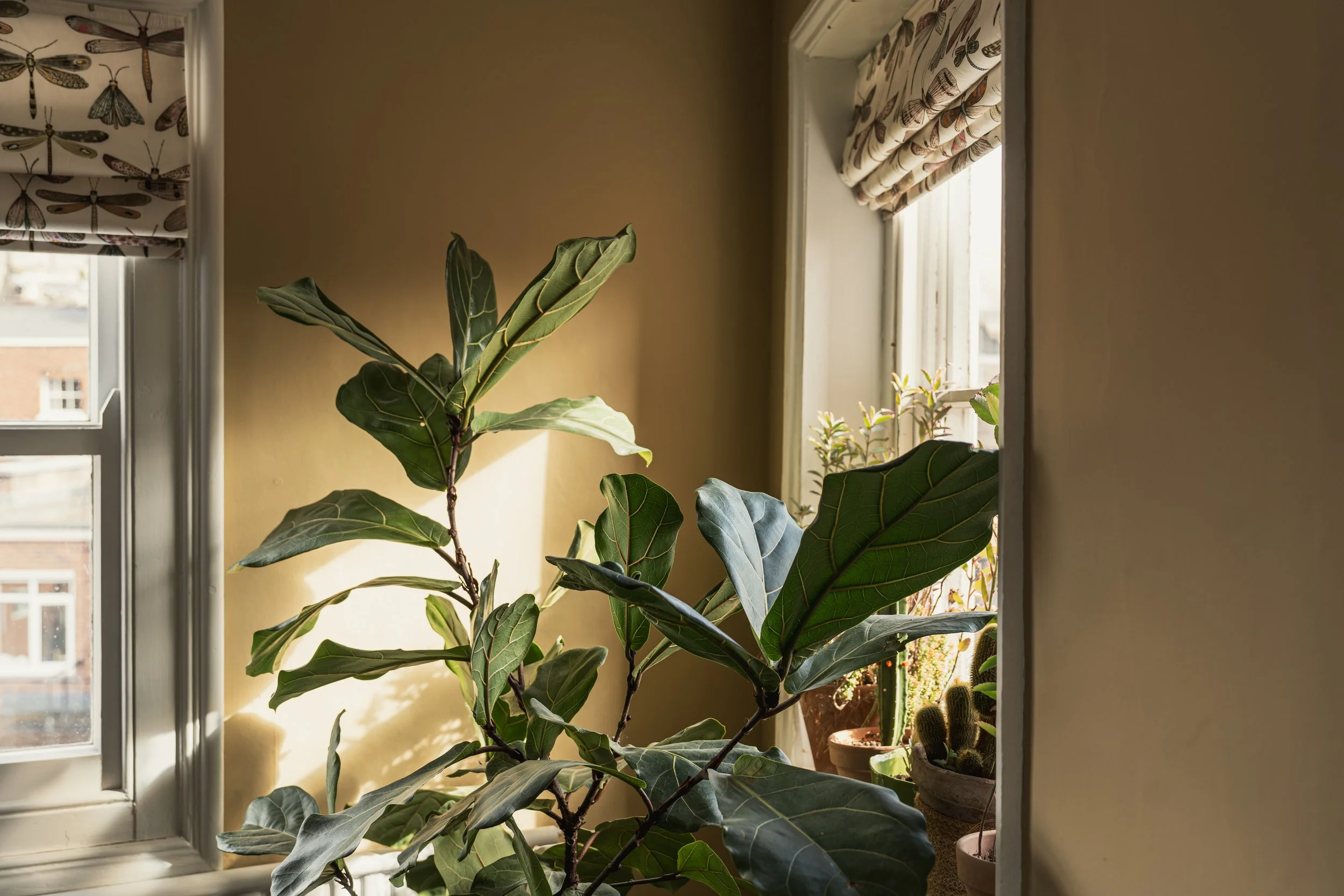 Sunlit townhouse hallway corner with large indoor plants, warm ochre walls, and soft natural light creating a calm welcoming atmosphere.