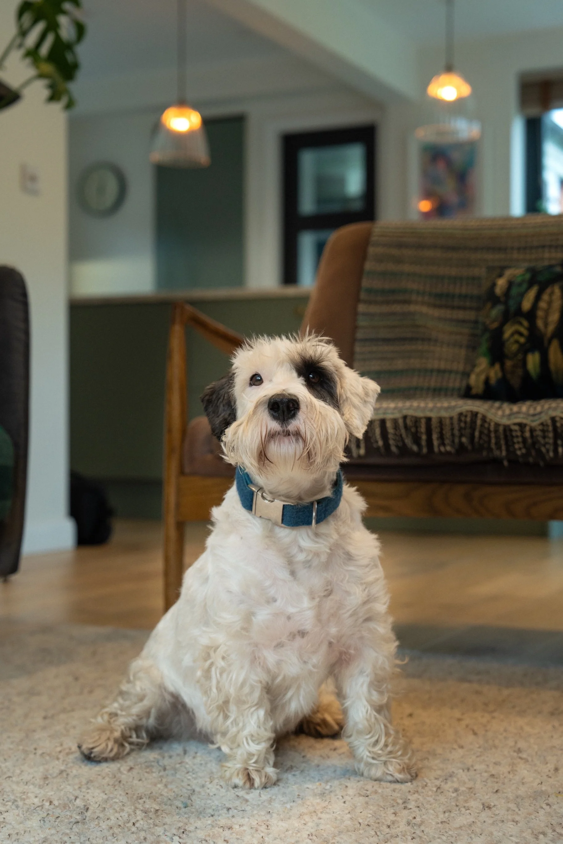 Cute white dog sitting indoors in a cozy modern living room with warm lighting and contemporary home furnishings.