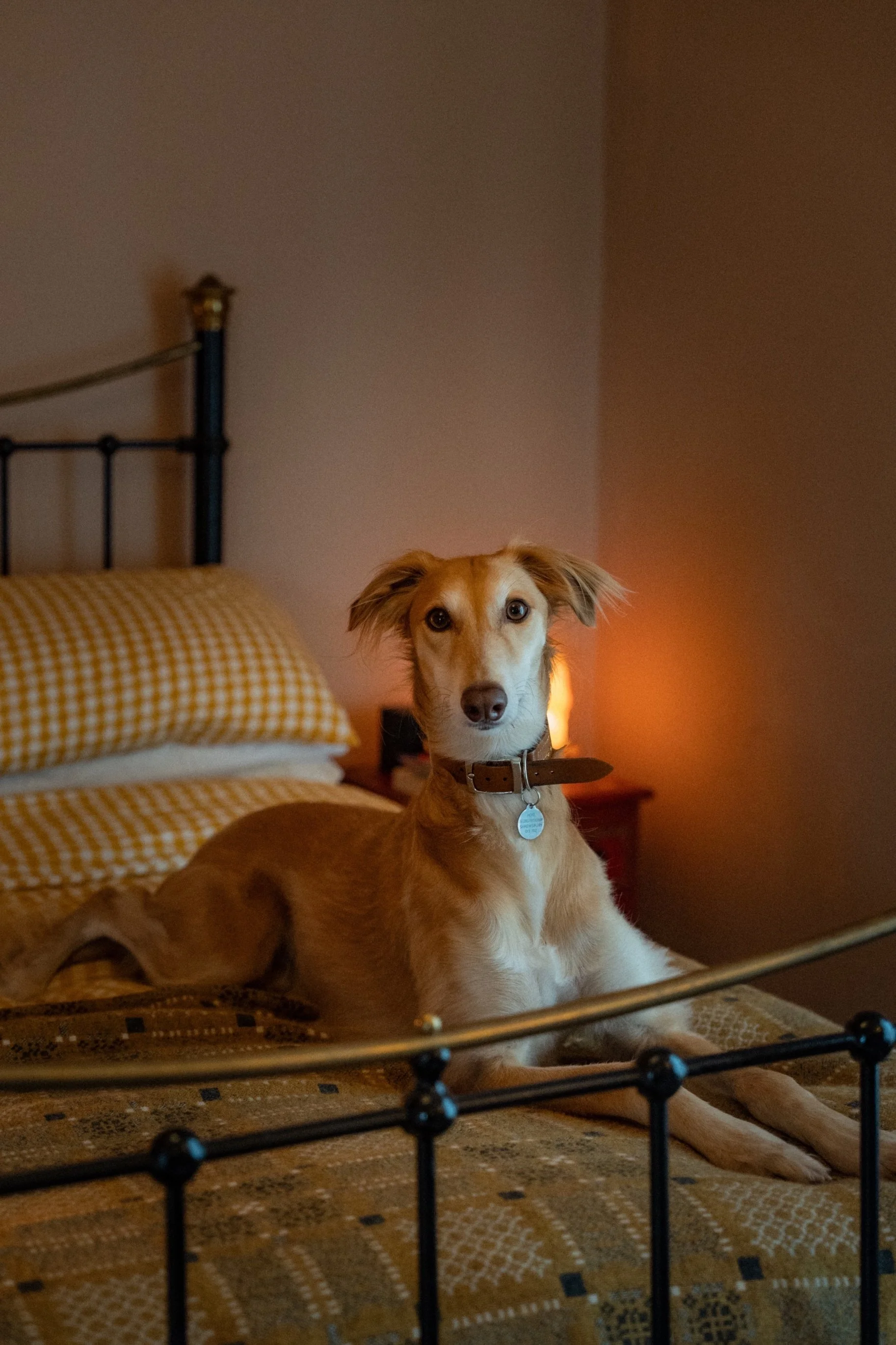 Cute dog in a warm and inviting Edwardian townhouse bedroom with vintage iron bedframe, soft ambient lighting, and a relaxed family-friendly atmosphere.