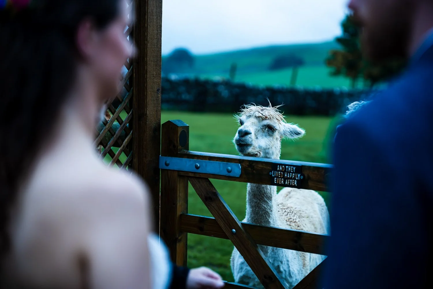 A llama looking over a wooden fence at a couple, with a grassy field and hills in the background.