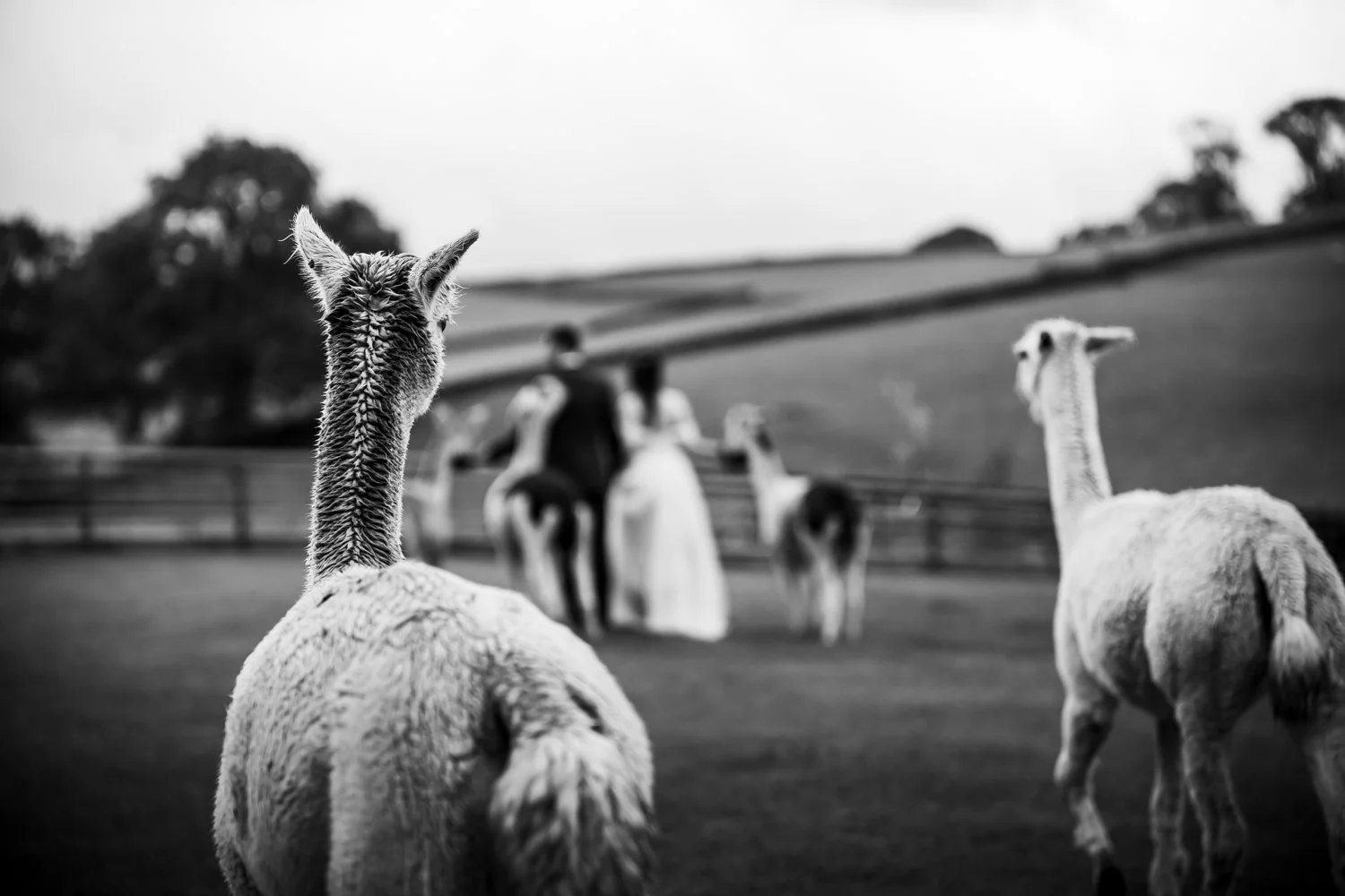 Black and white photo of several llamas in a fenced field, with one in the foreground and others in the background, and rolling hills behind them.