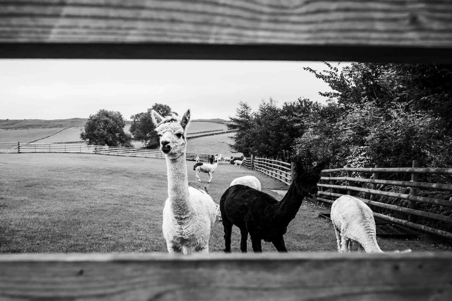 Black and white photo of a farmyard seen through a wooden fence, with alpacas and sheep grazing on grass. Several trees and rolling hills are in the background.
