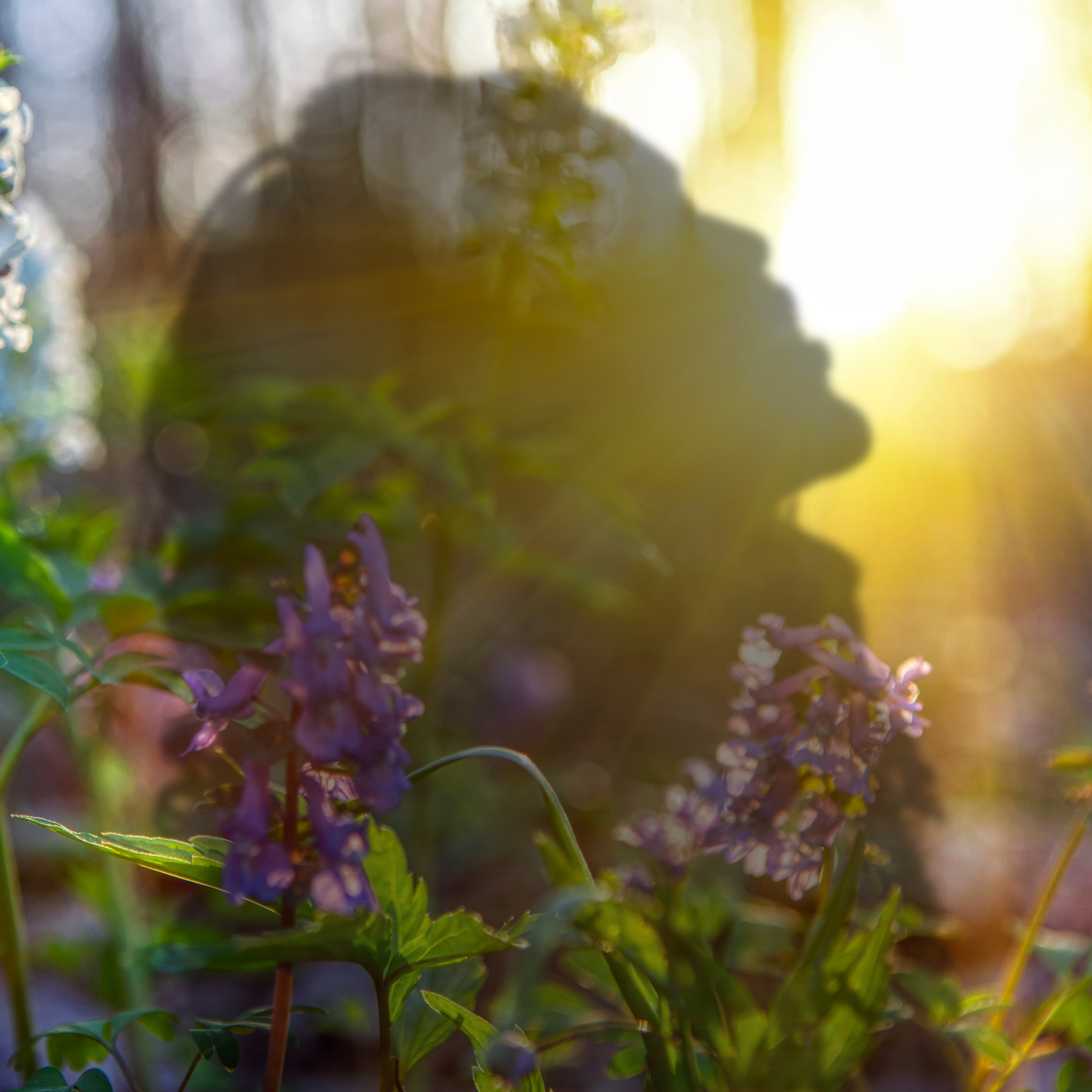 Overlayed images, one of a women's face and the other image of a sun shining through the trees with purple flowers in the forground