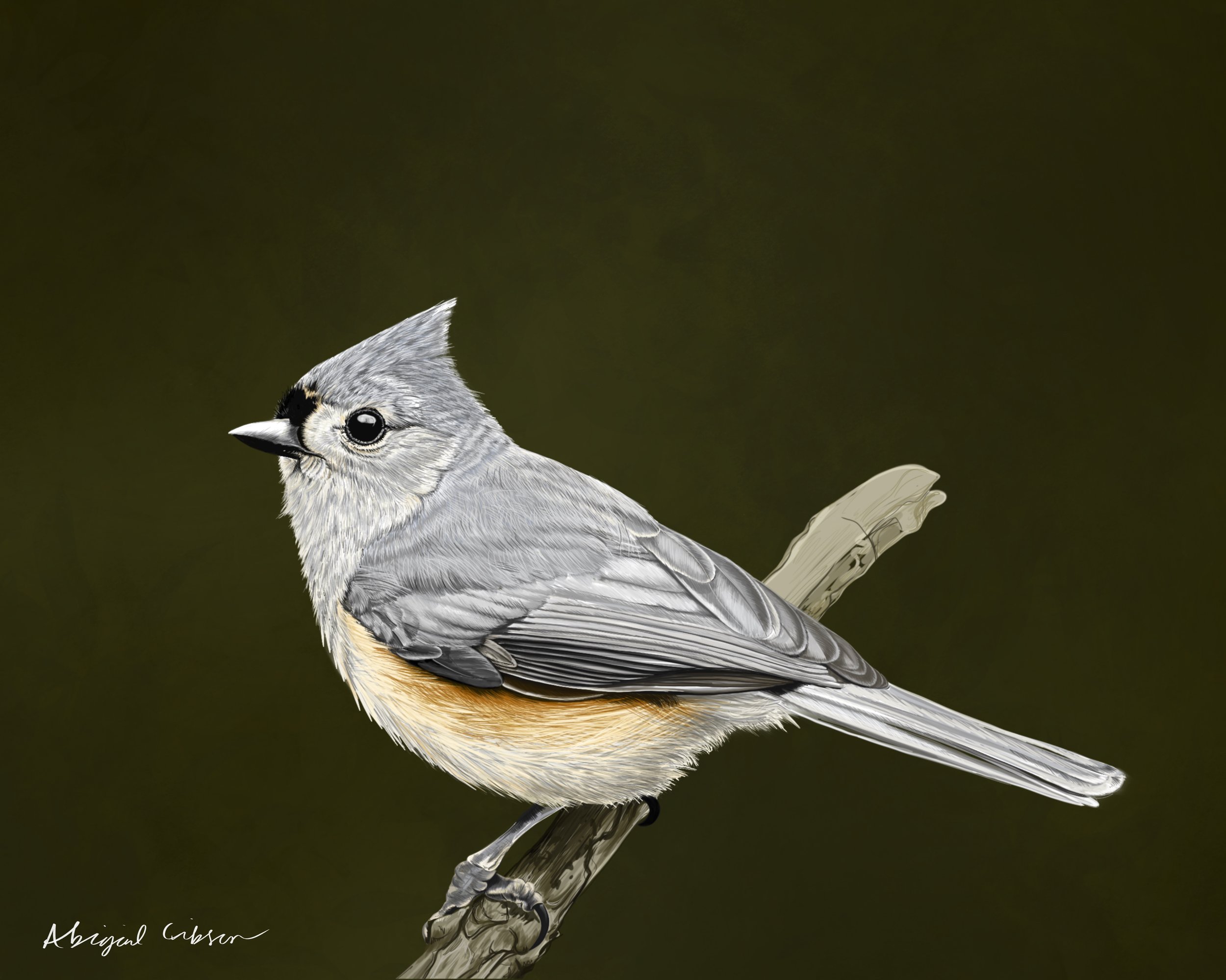 tufted-titmouse-print.jpg