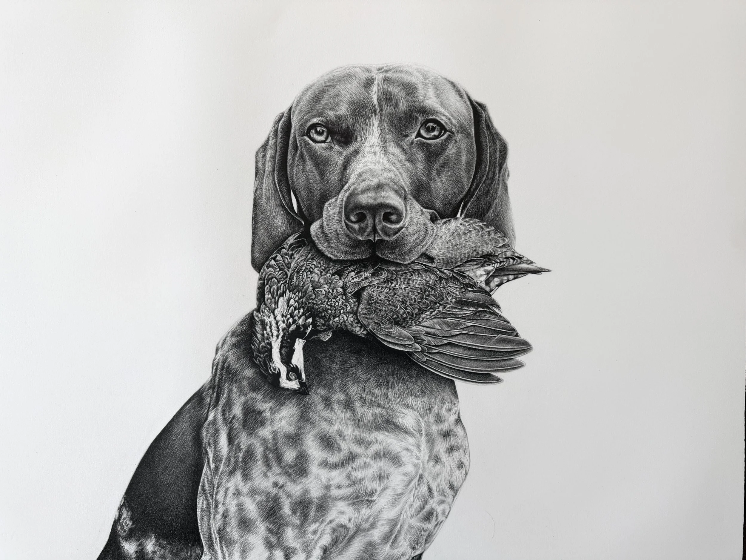 german shorthaired pointer with quail in mouth