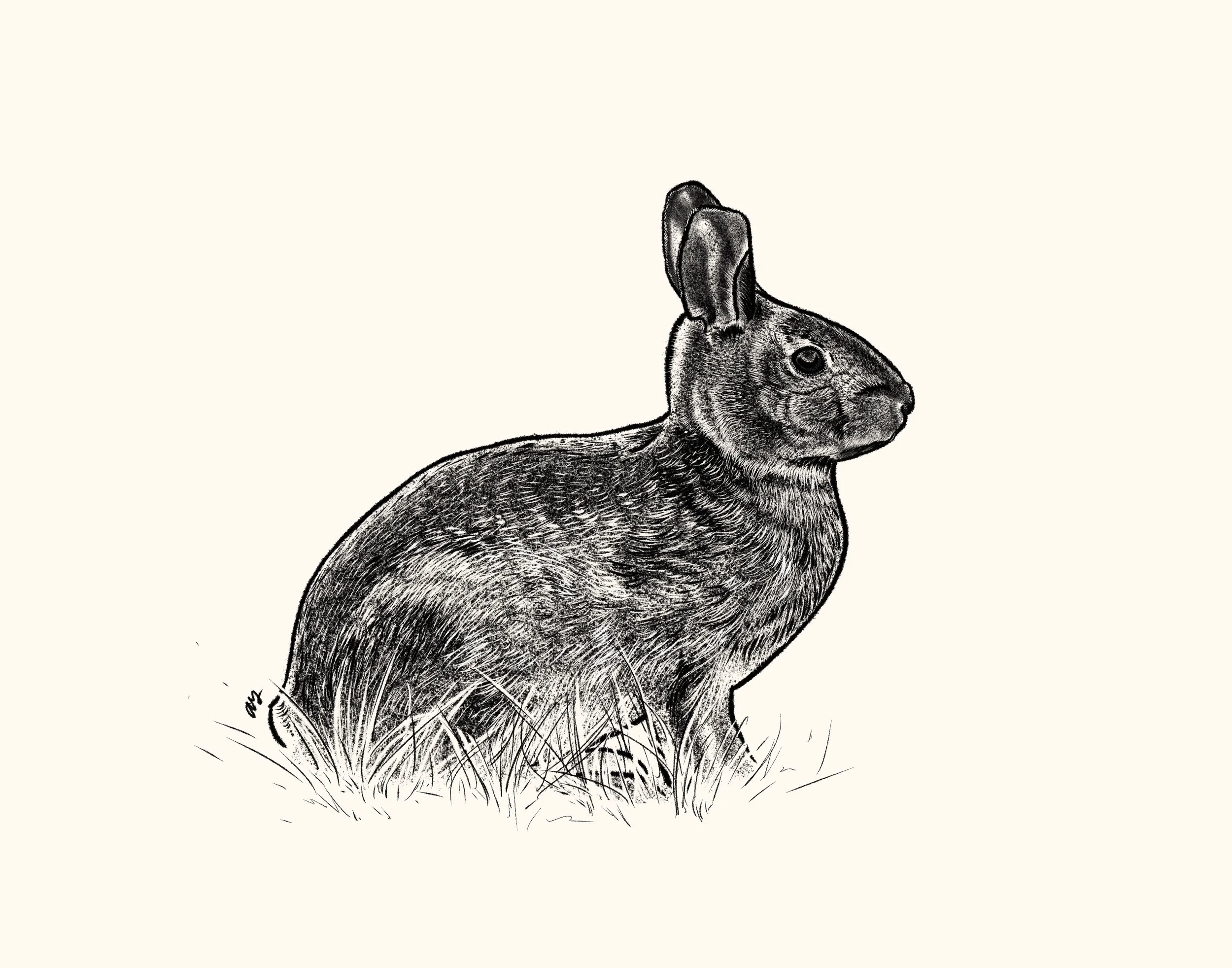 cottontail-initial.jpg