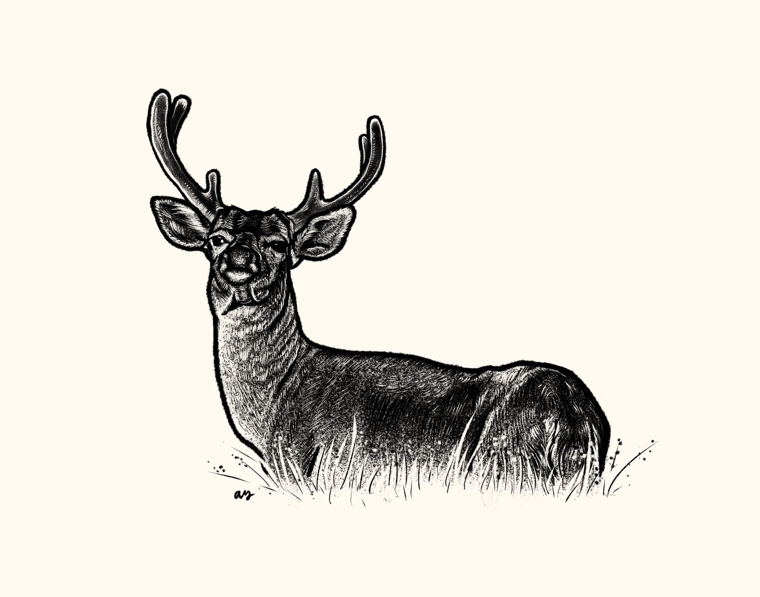 deer-initial.jpg