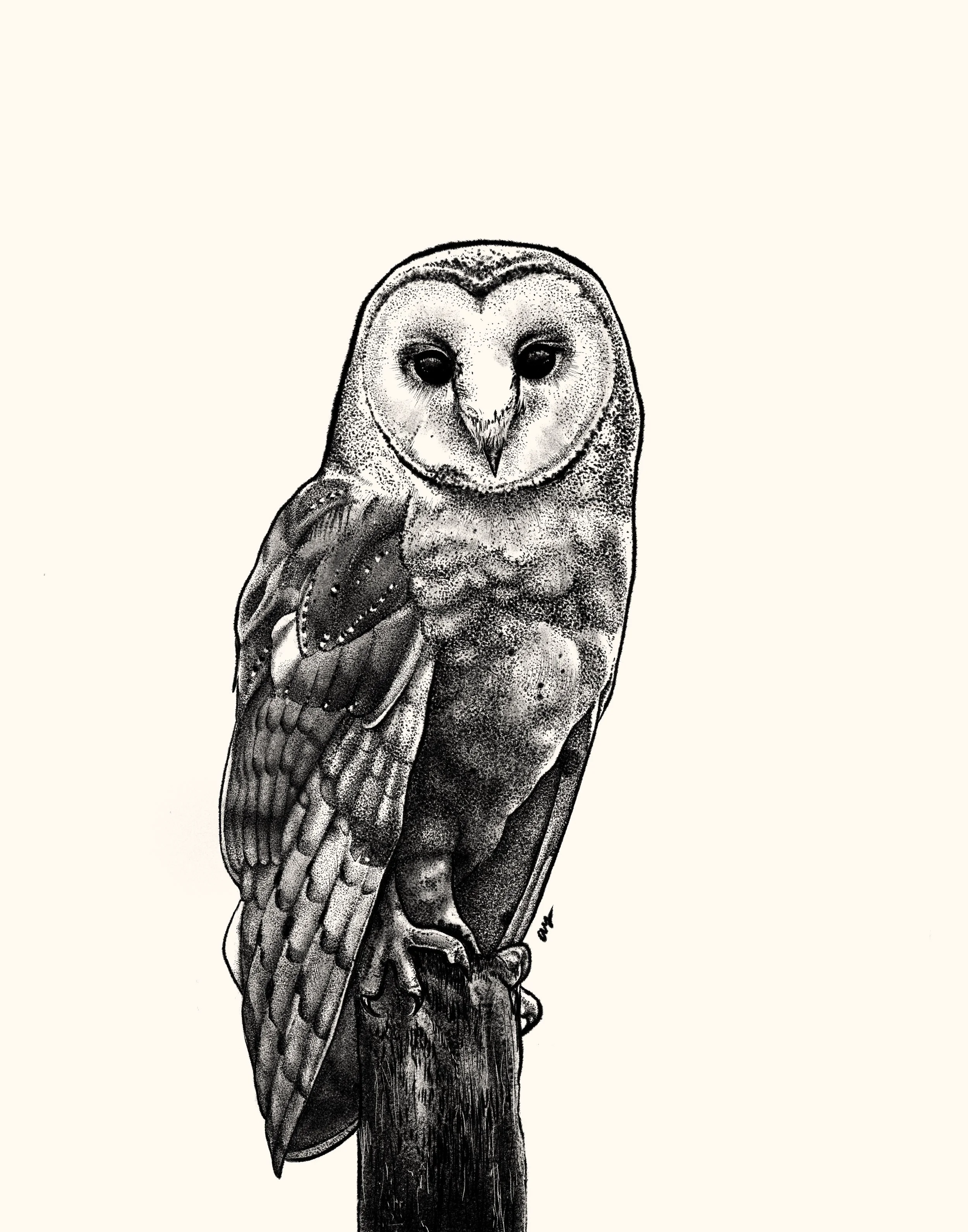 owl-initial.jpg