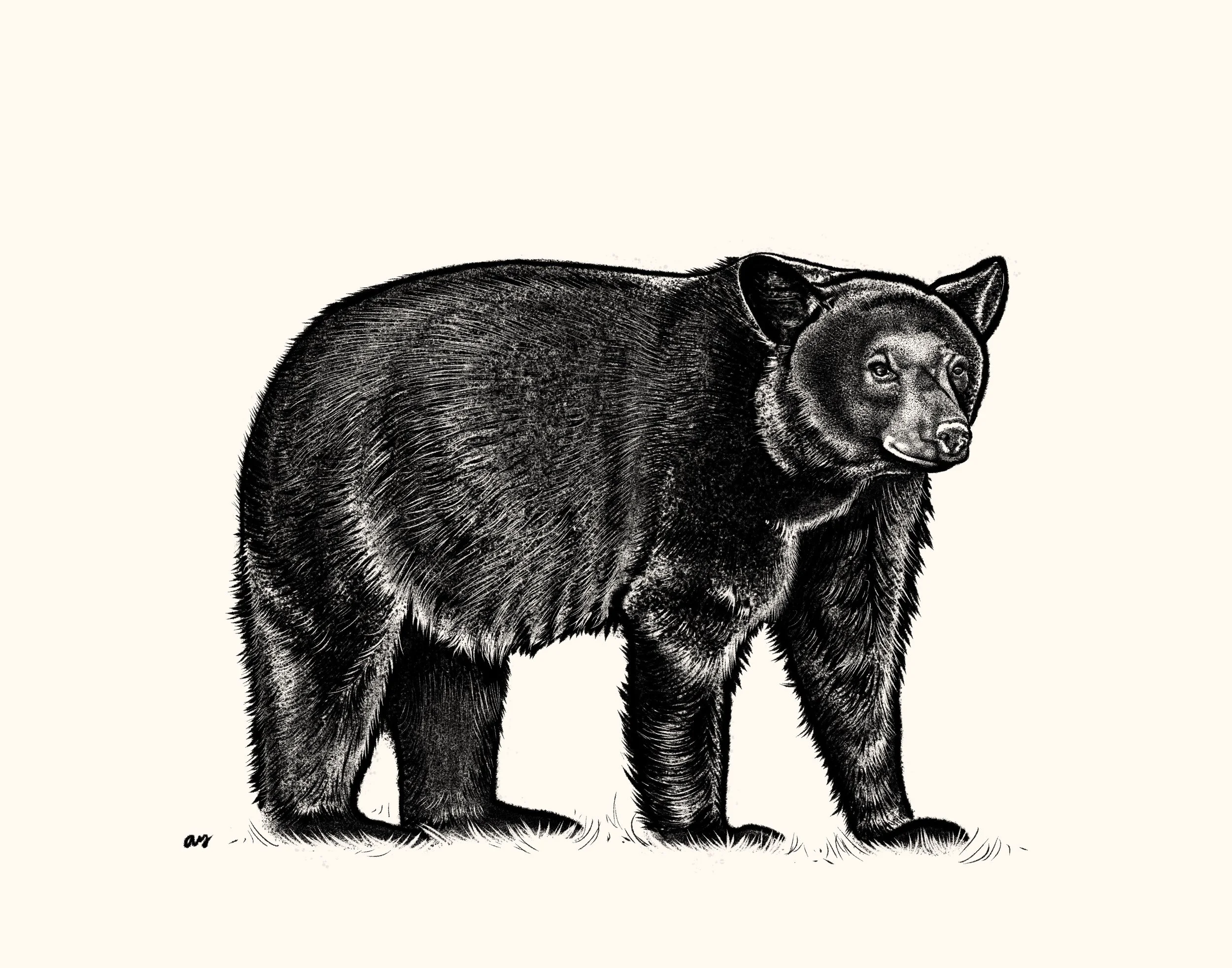 bear-initial.jpg