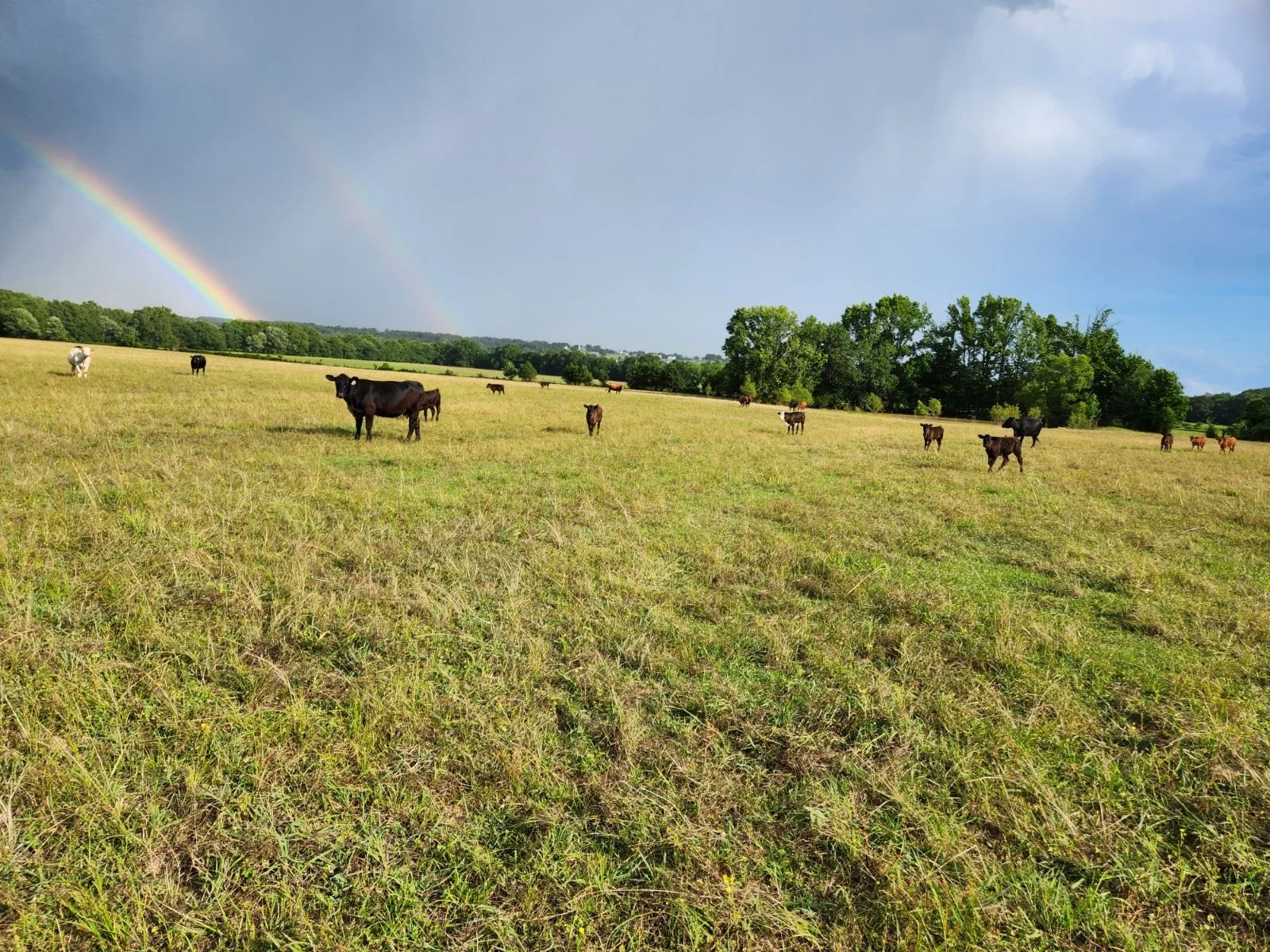 Standing Firm Farms | High-Quality Angus Beef | 4th-Generation Farm ...