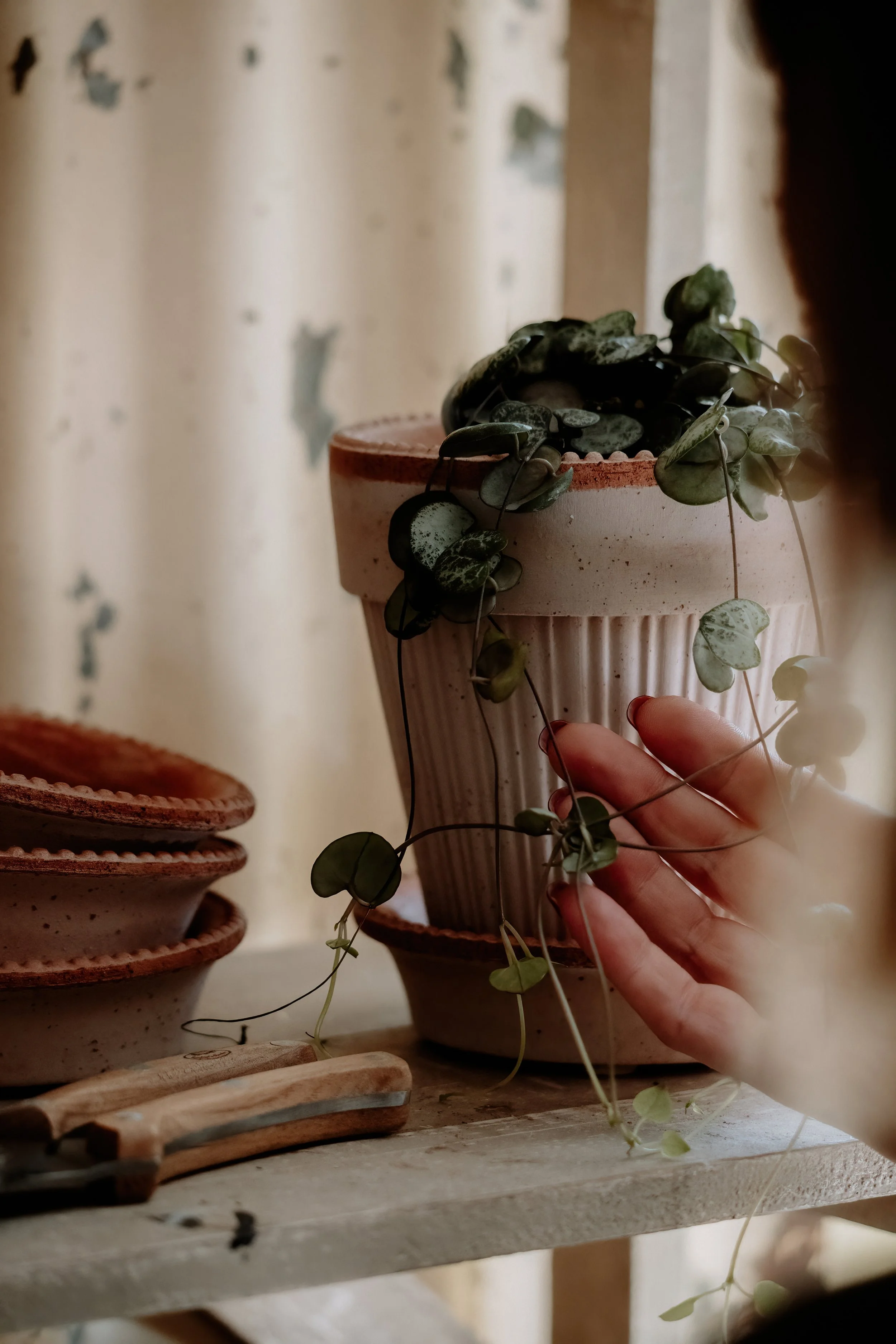 MSD - GG Autumn Potting Shed 25-3.jpg