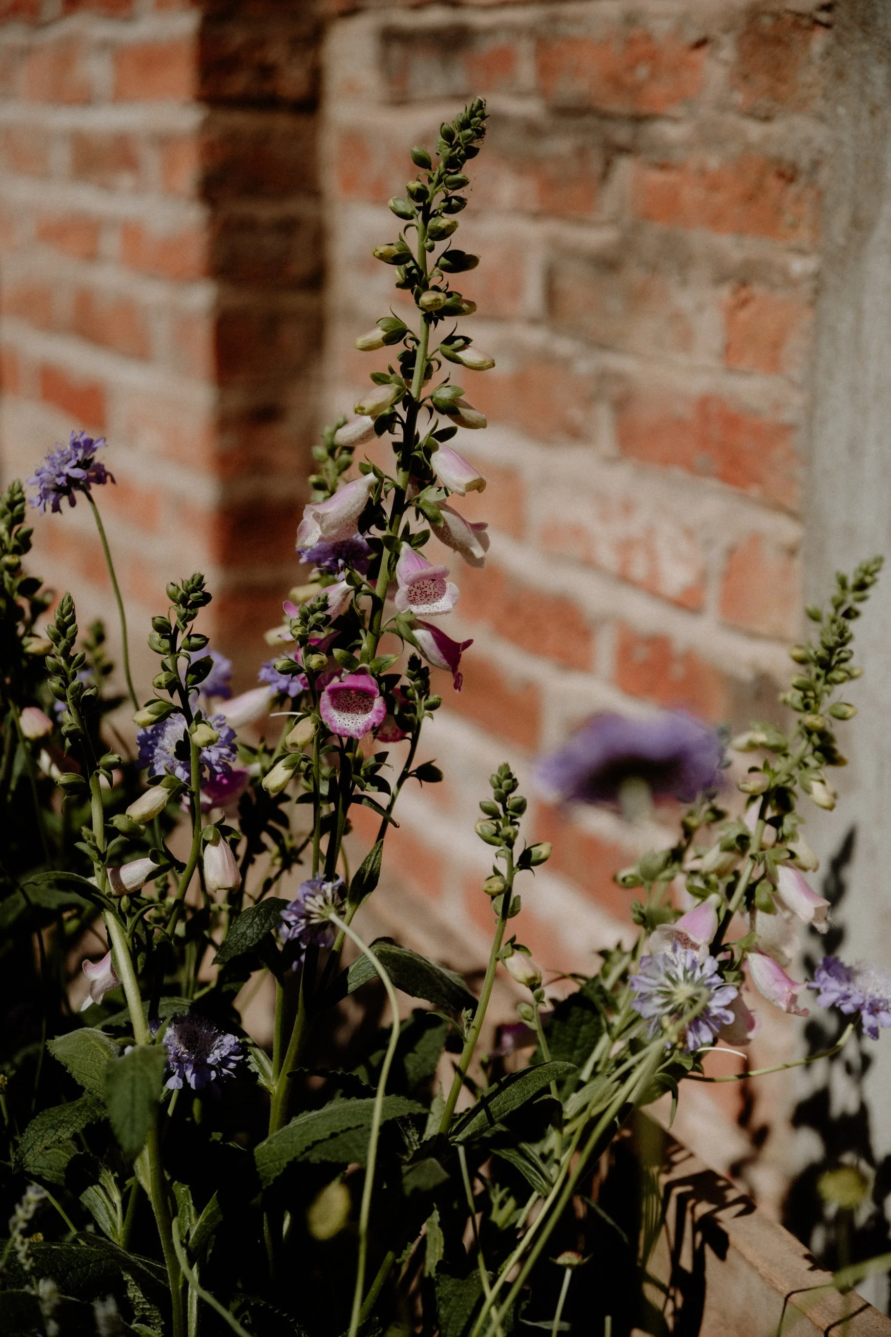 MSD - Joy Events Preview 2025-7.jpg