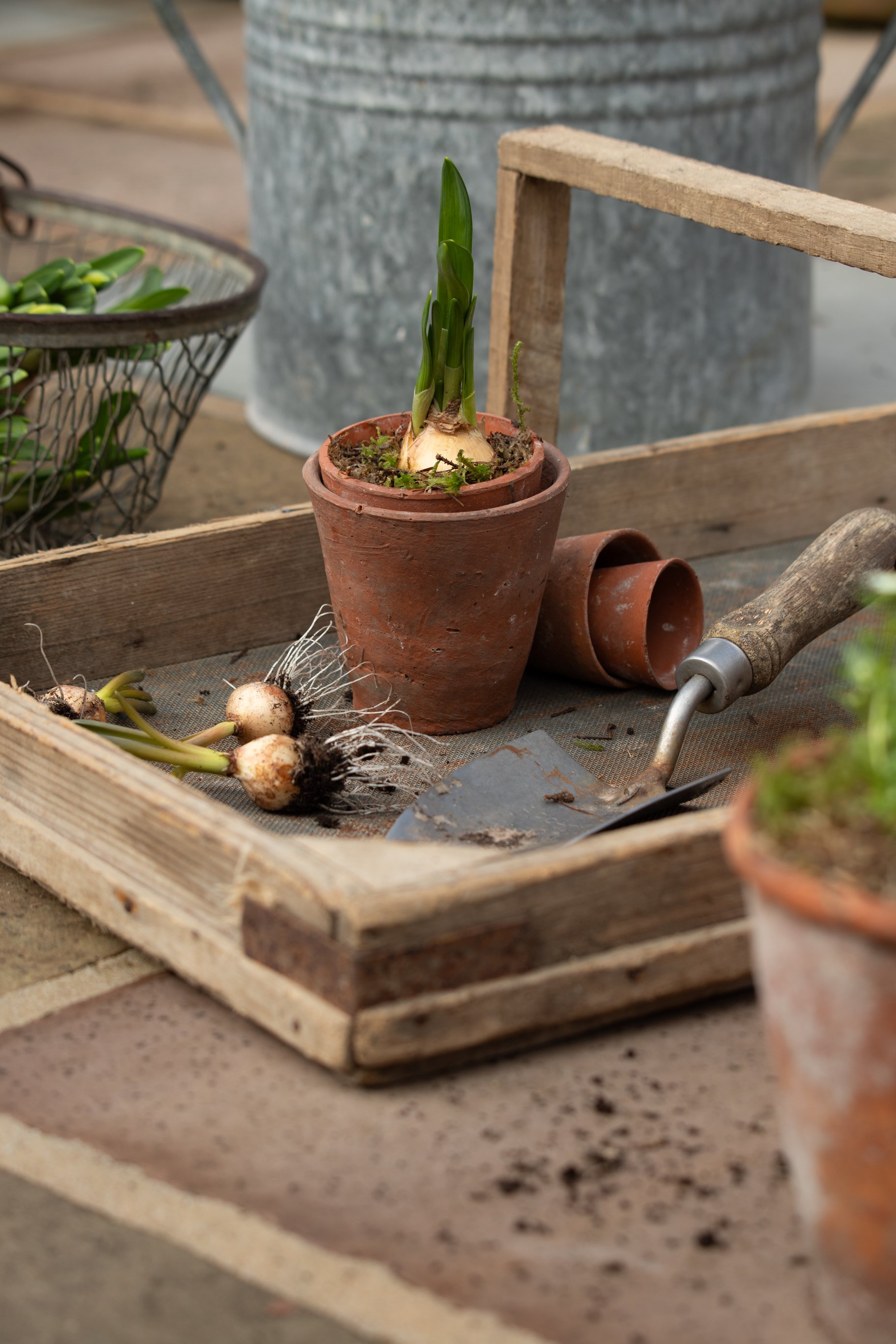 MSD - GG Spring 25-1.jpg