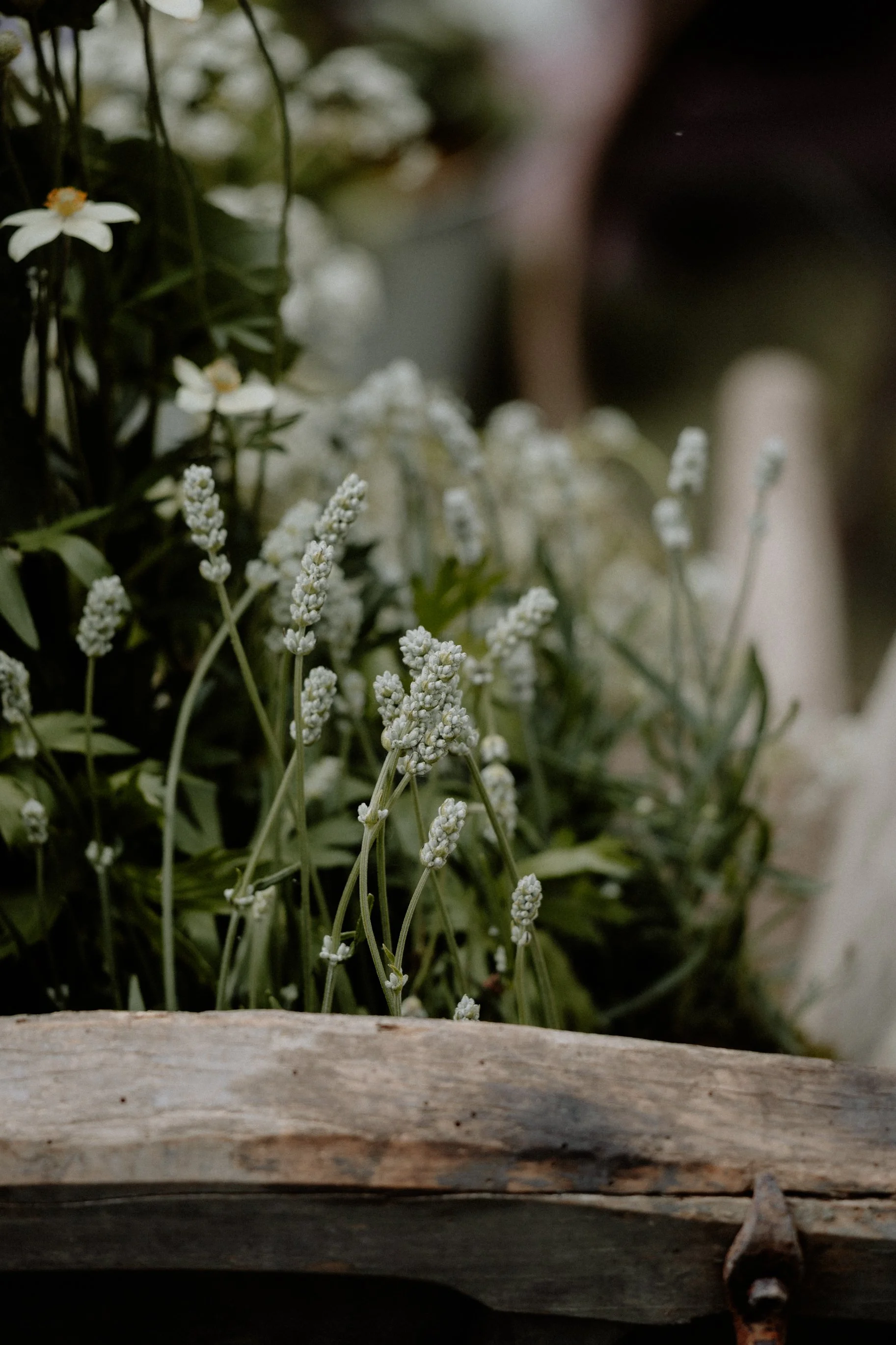 MSD - Joy Events Preview 2025-15.jpg