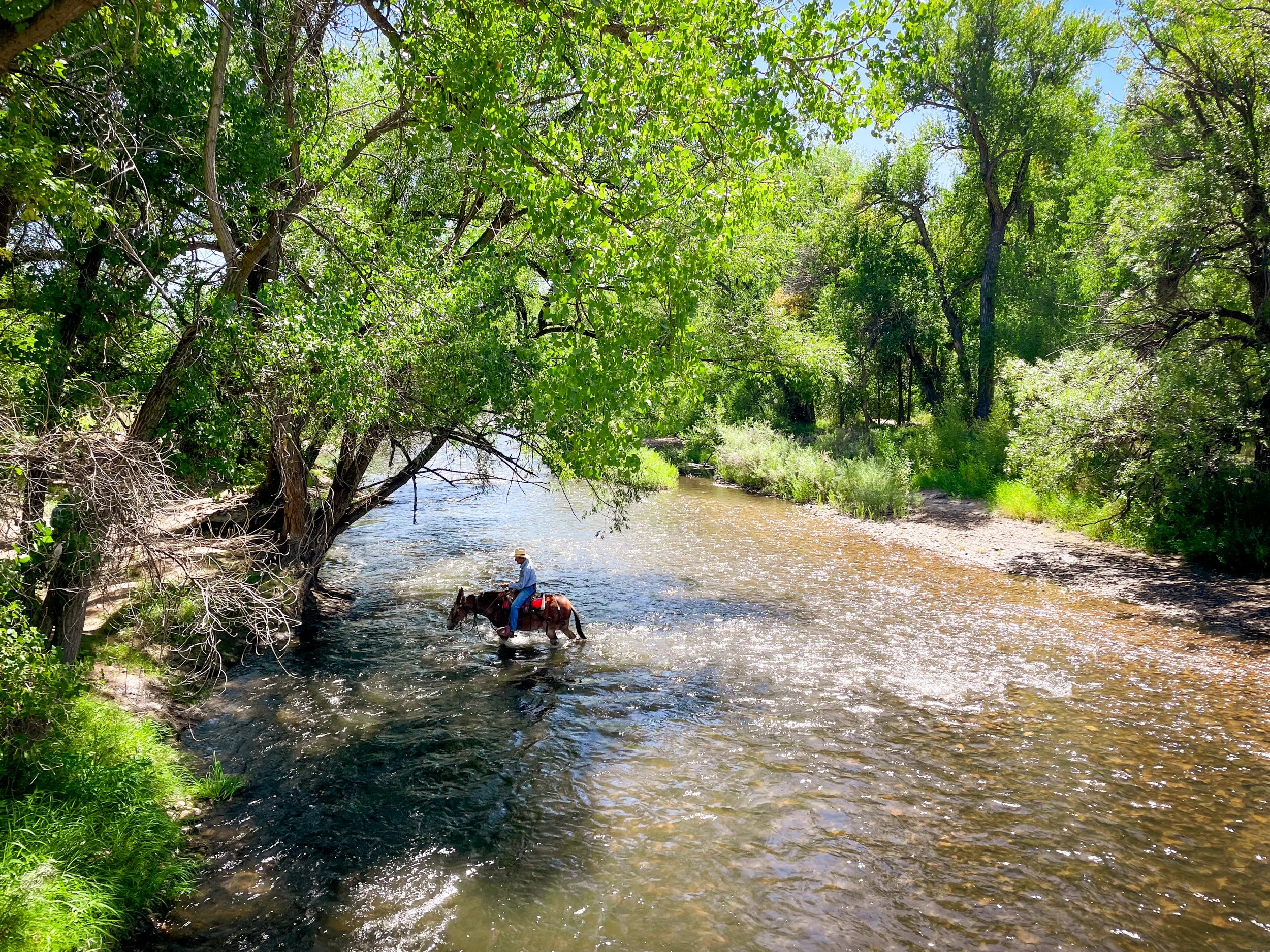 Man on horse crossing river surrounding by lush green vegetation