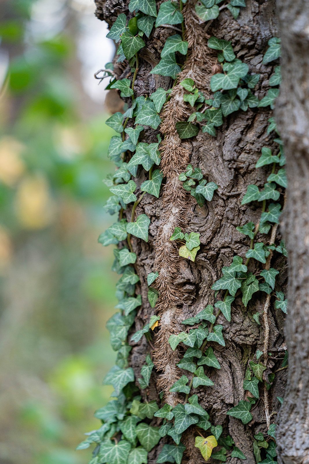 tree.jpg