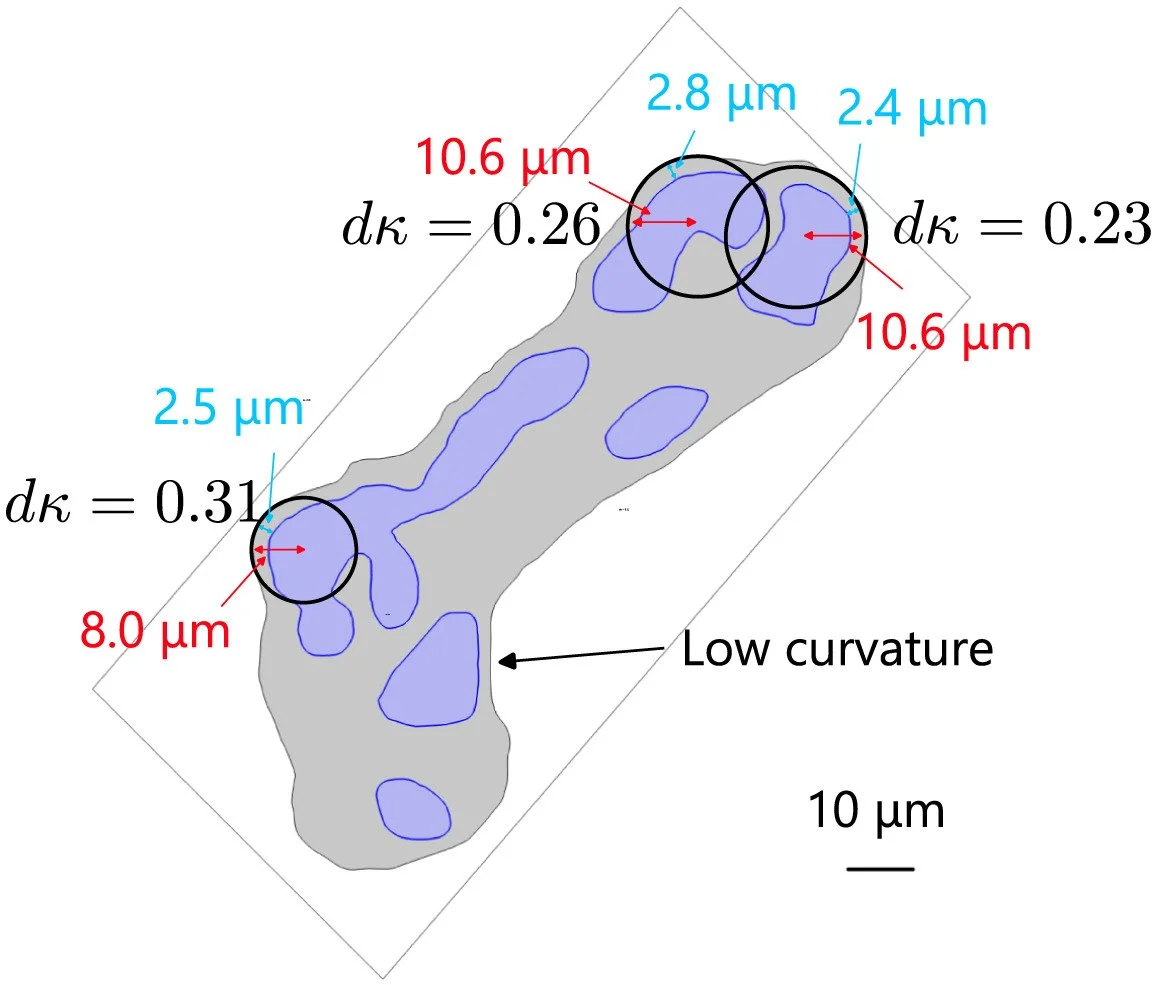 New paper! - “Physics-informed stereology for estimating placental diffusive exchange capacity”