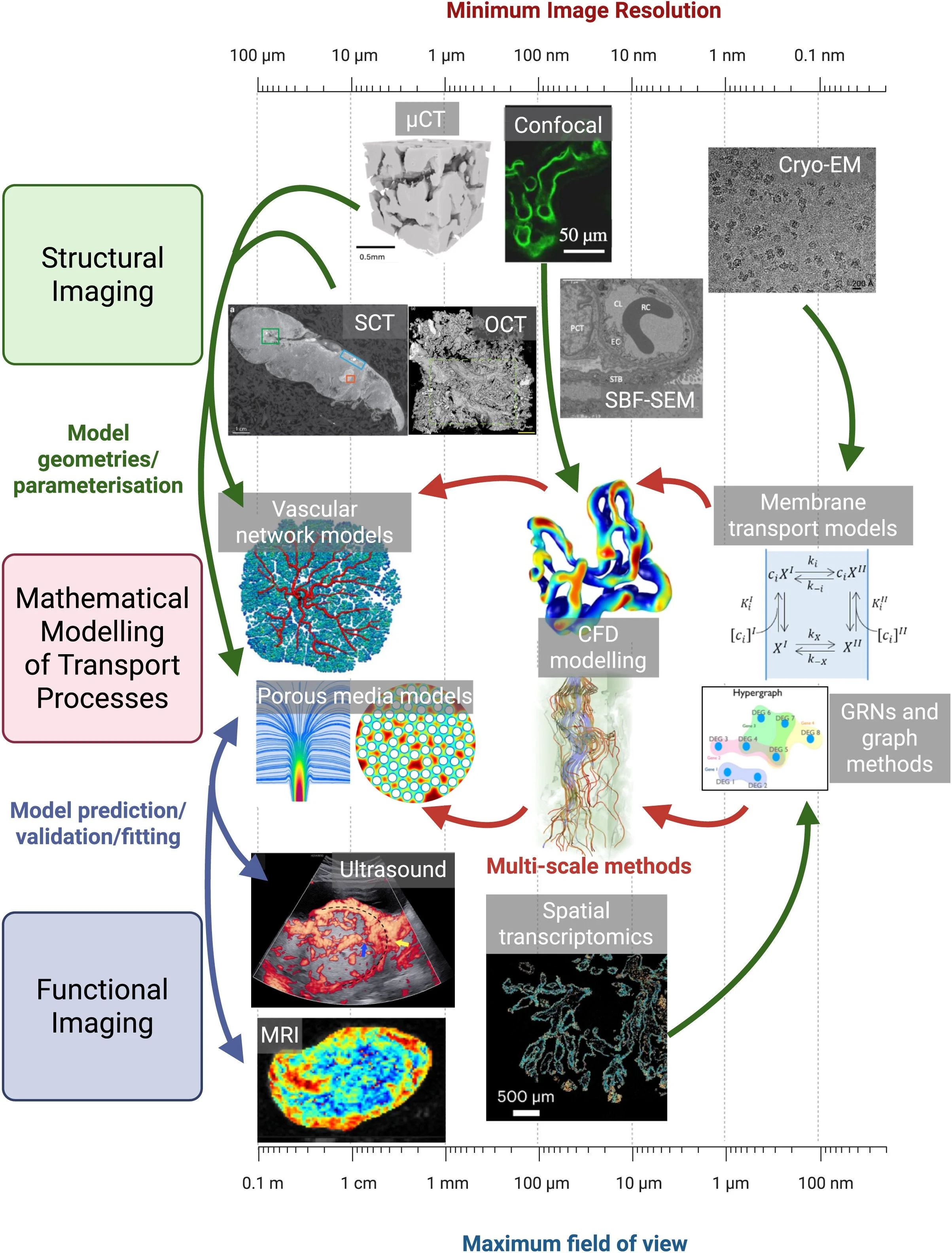 New paper! - “Image-informed modelling of microscale exchange in the human placenta”