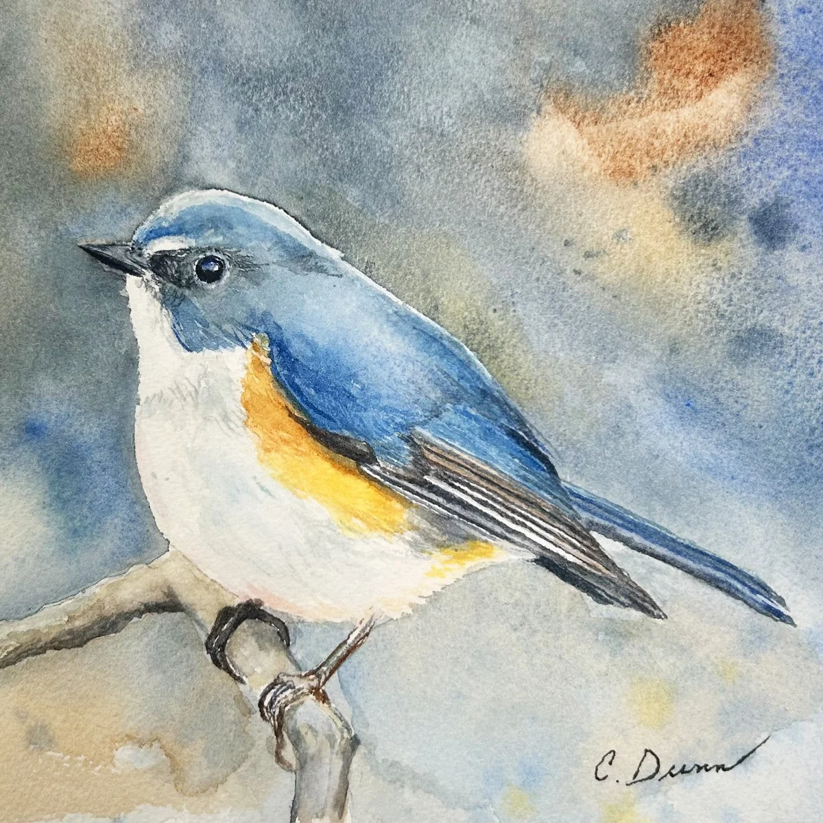 red flanked bush robin.jpg