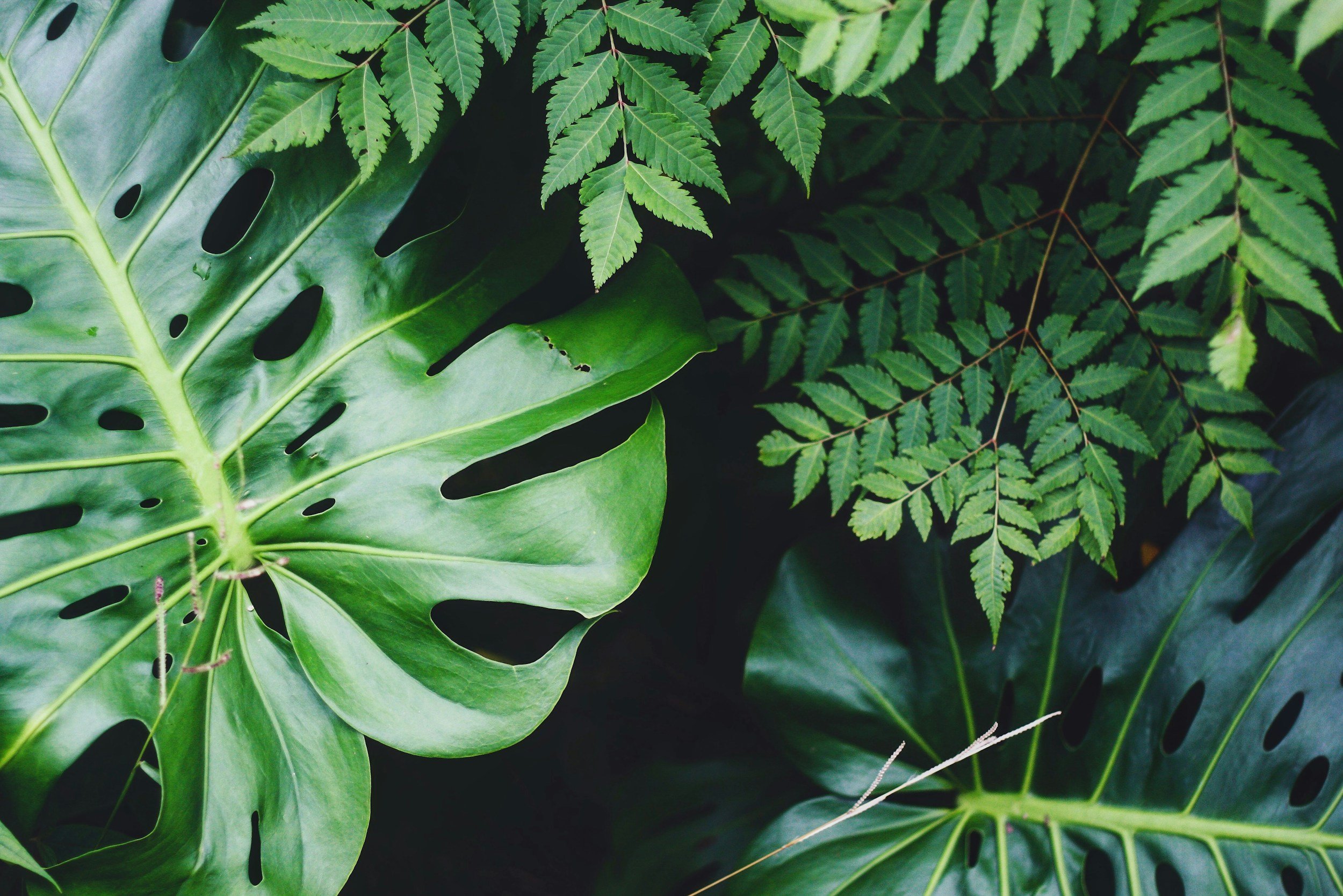 Neighborhood Plant Exchange