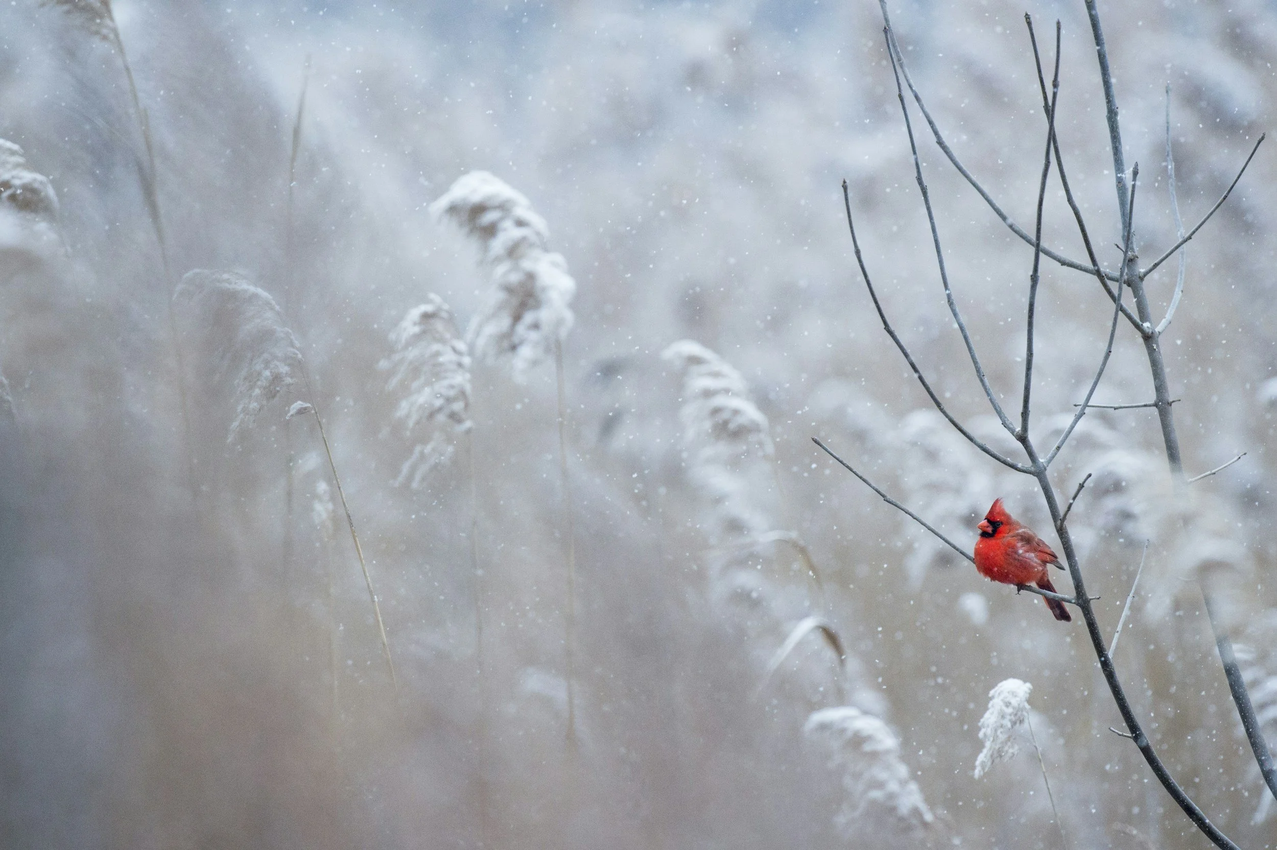 red-cardinal-sitting-alone-on-a-branch-and-snow