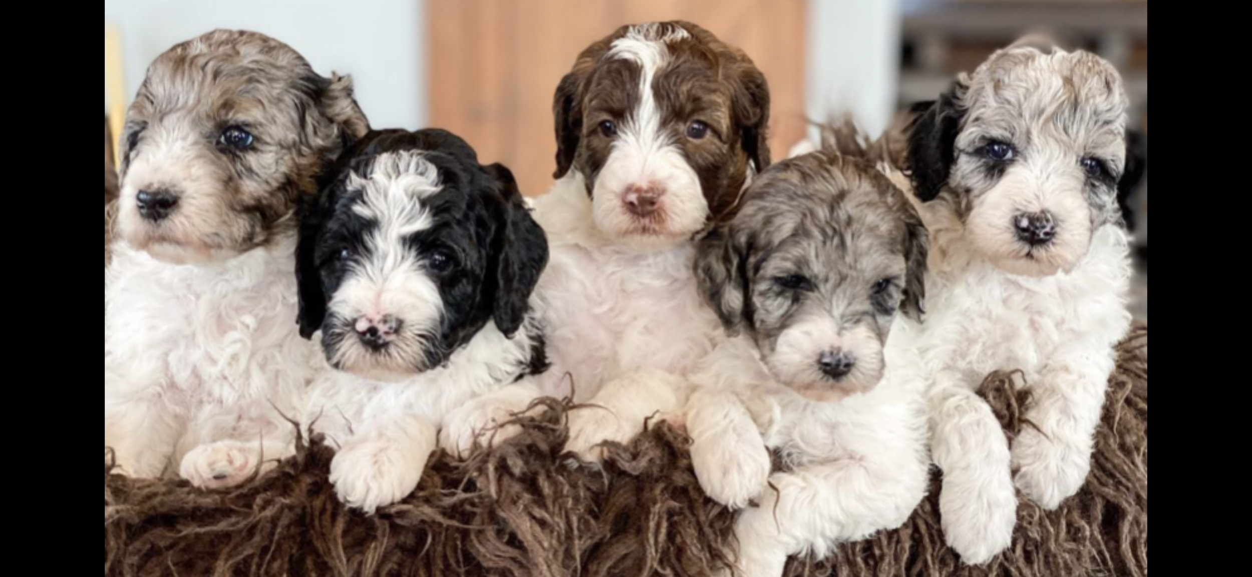 five-puppies-on-brown-rug-all-are-white-with different-colores-patches