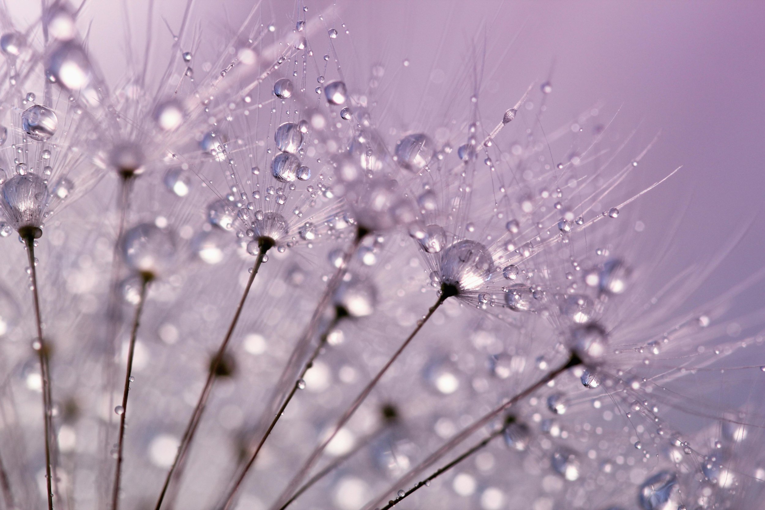 purple-lit-background-flowers-and-rain-drops
