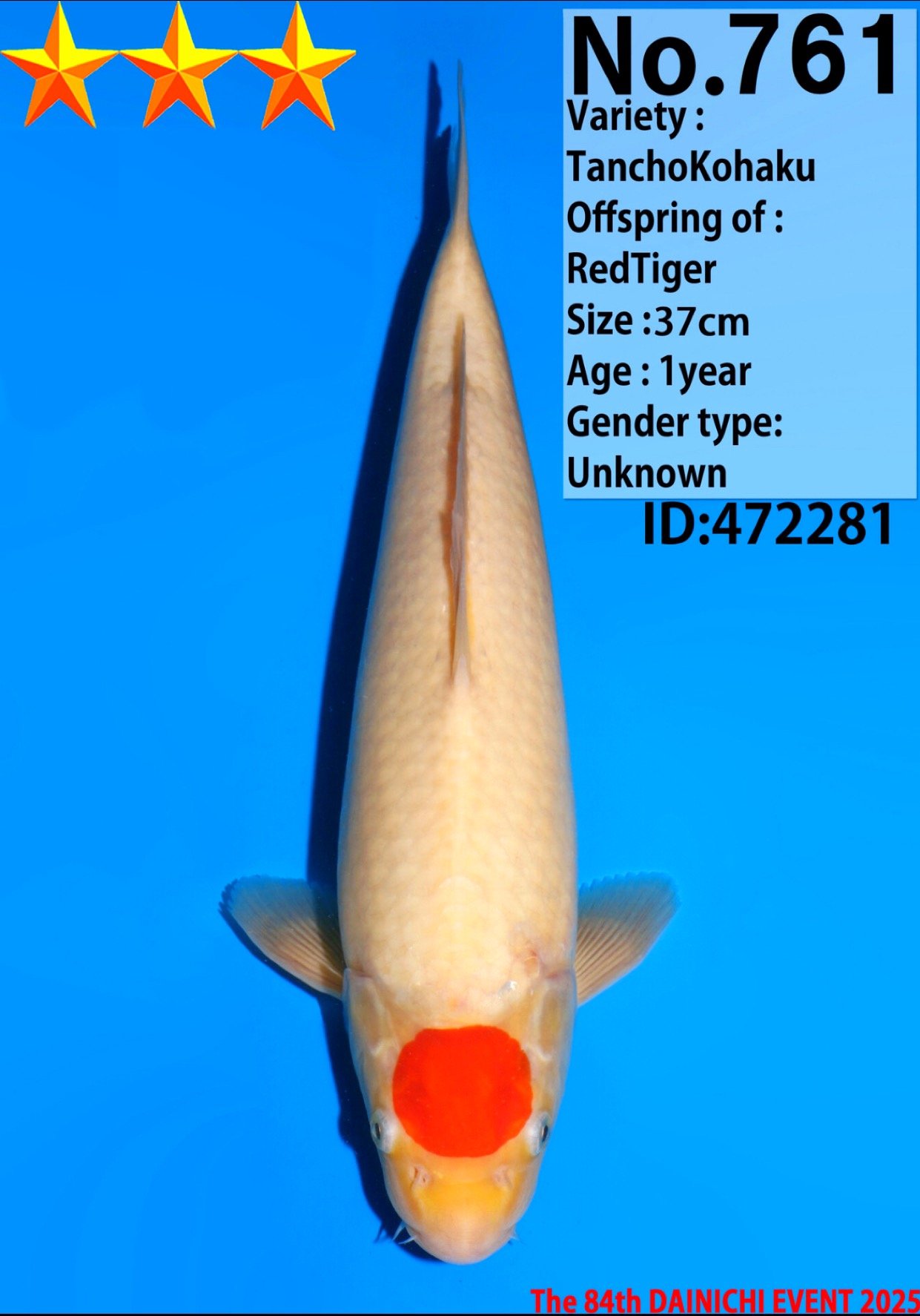 Tancho - Dainichi - 37cm
