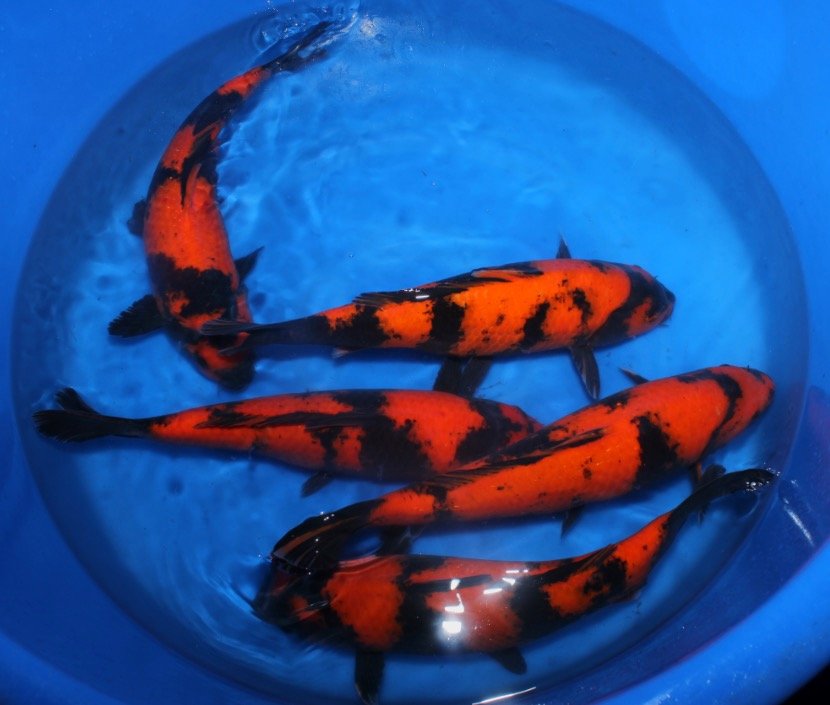 HI UTSURI - SHINODA - 45CM