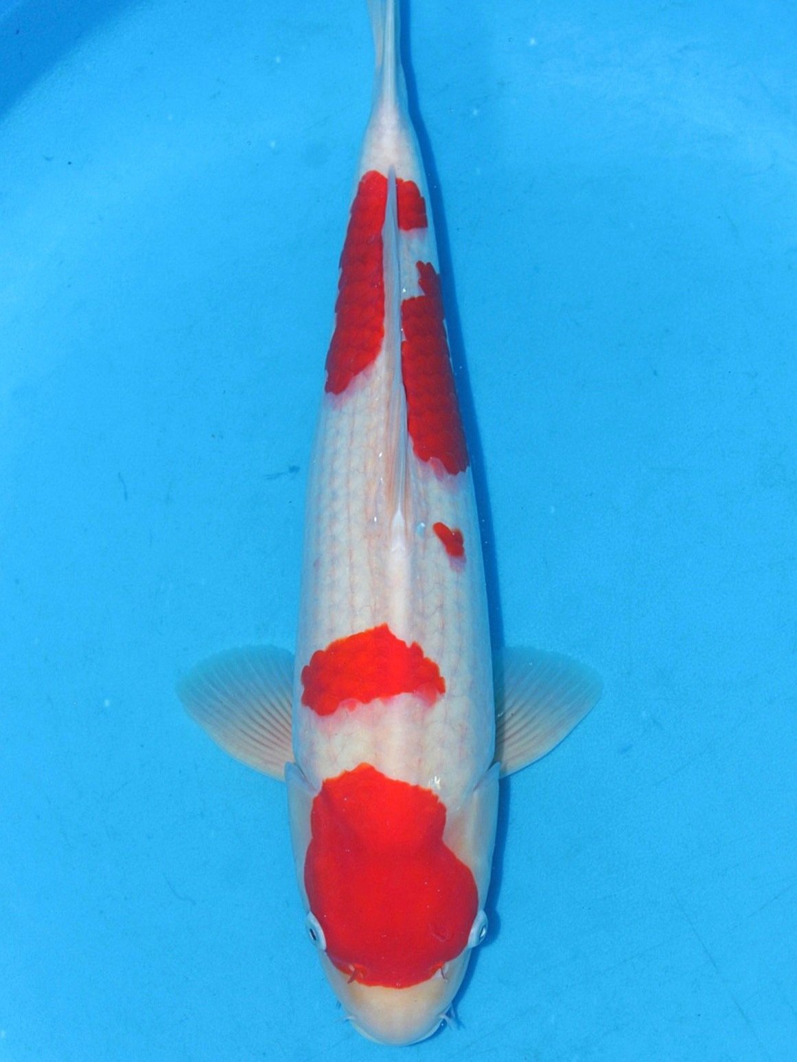 Kohaku - 55cm - Takigawa